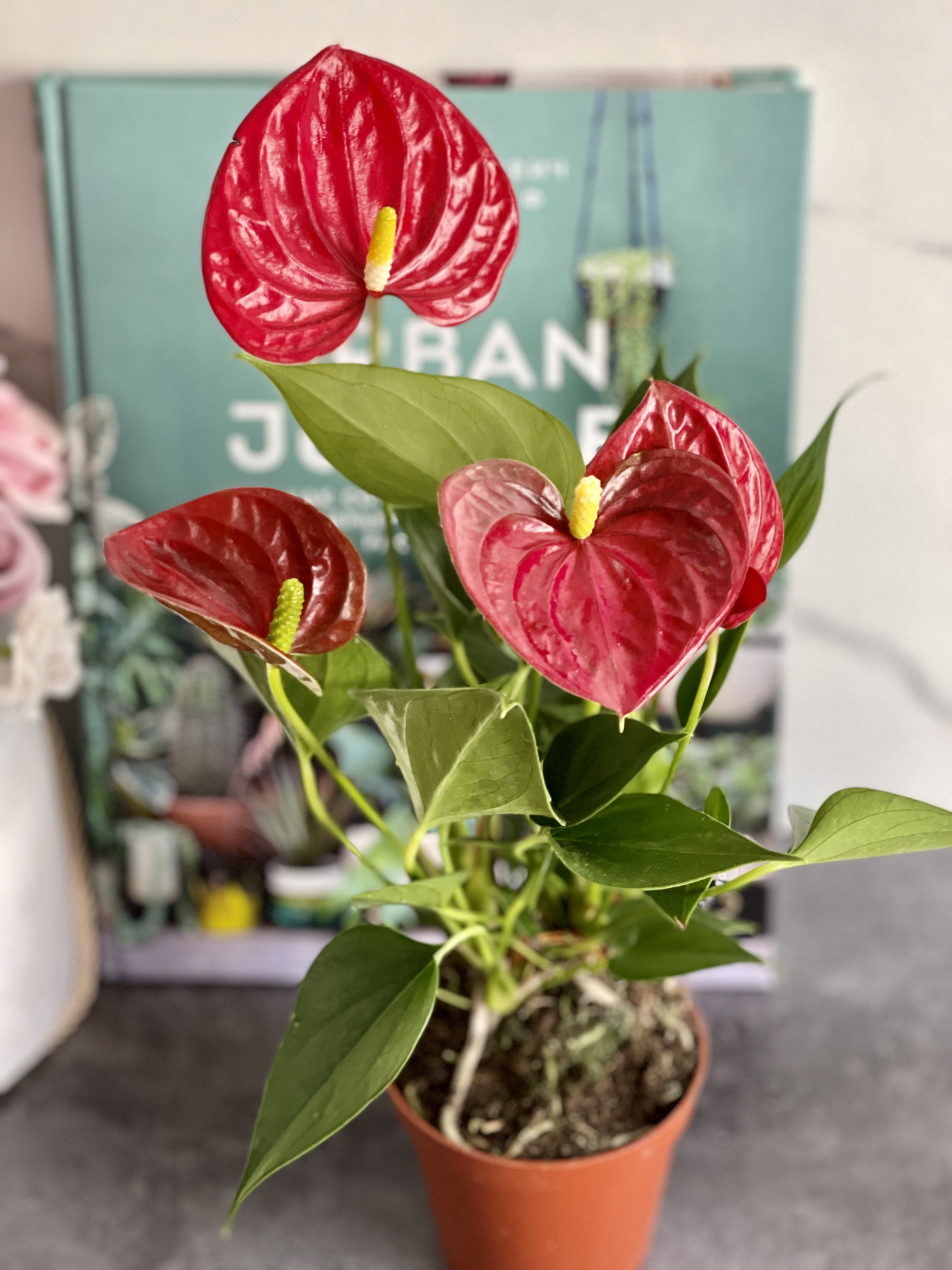 Антуриум Андре Красный (Anthurium Аndraeanum Red) D9см