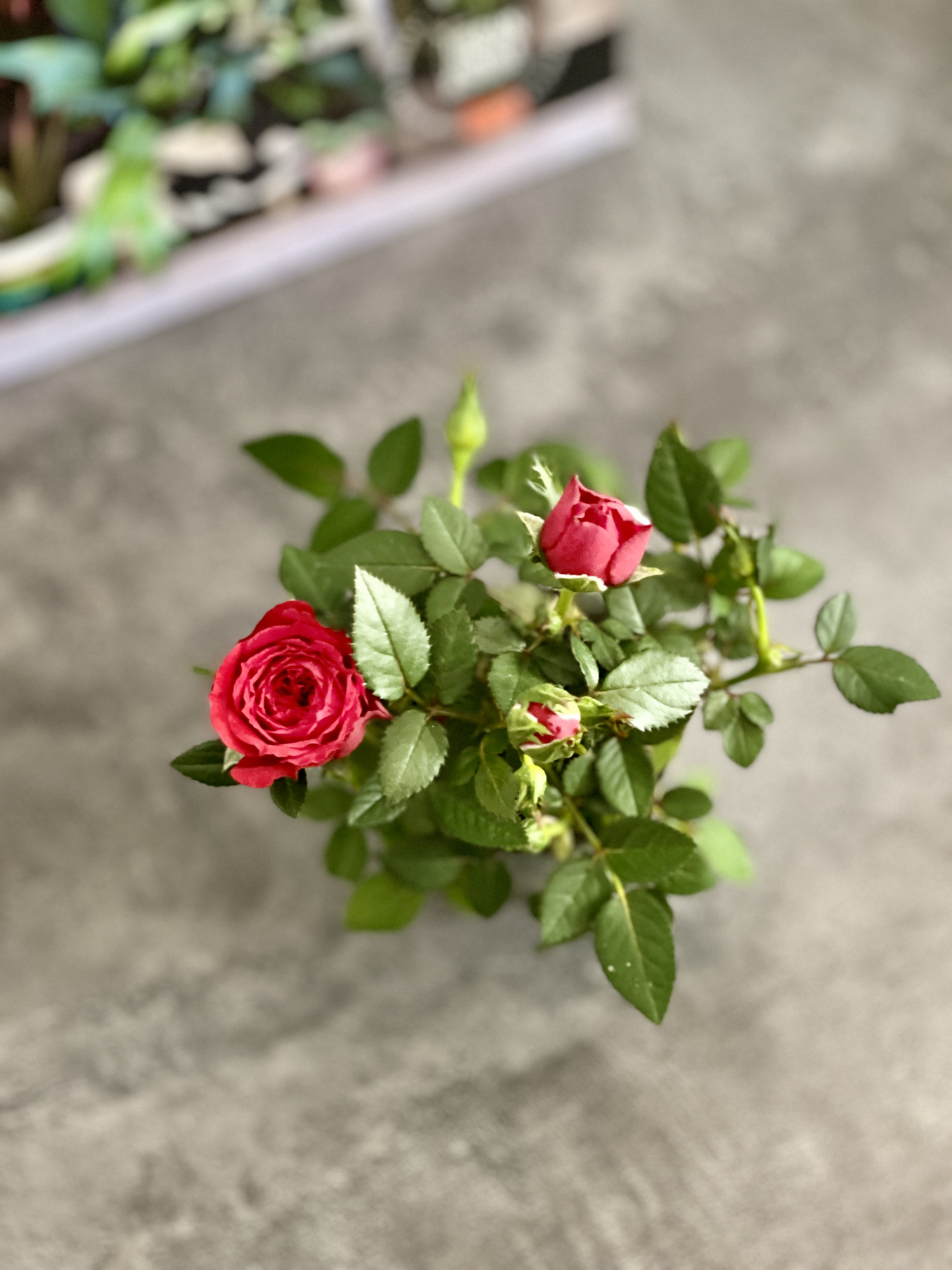 Роза Даника комнатная красная (Rosa Danica "Red") D6см