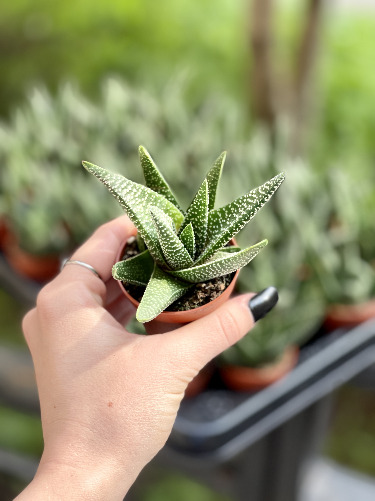 Хавортия Жемчужная Мэджик (Haworthia Margaritifera Magic) D5см