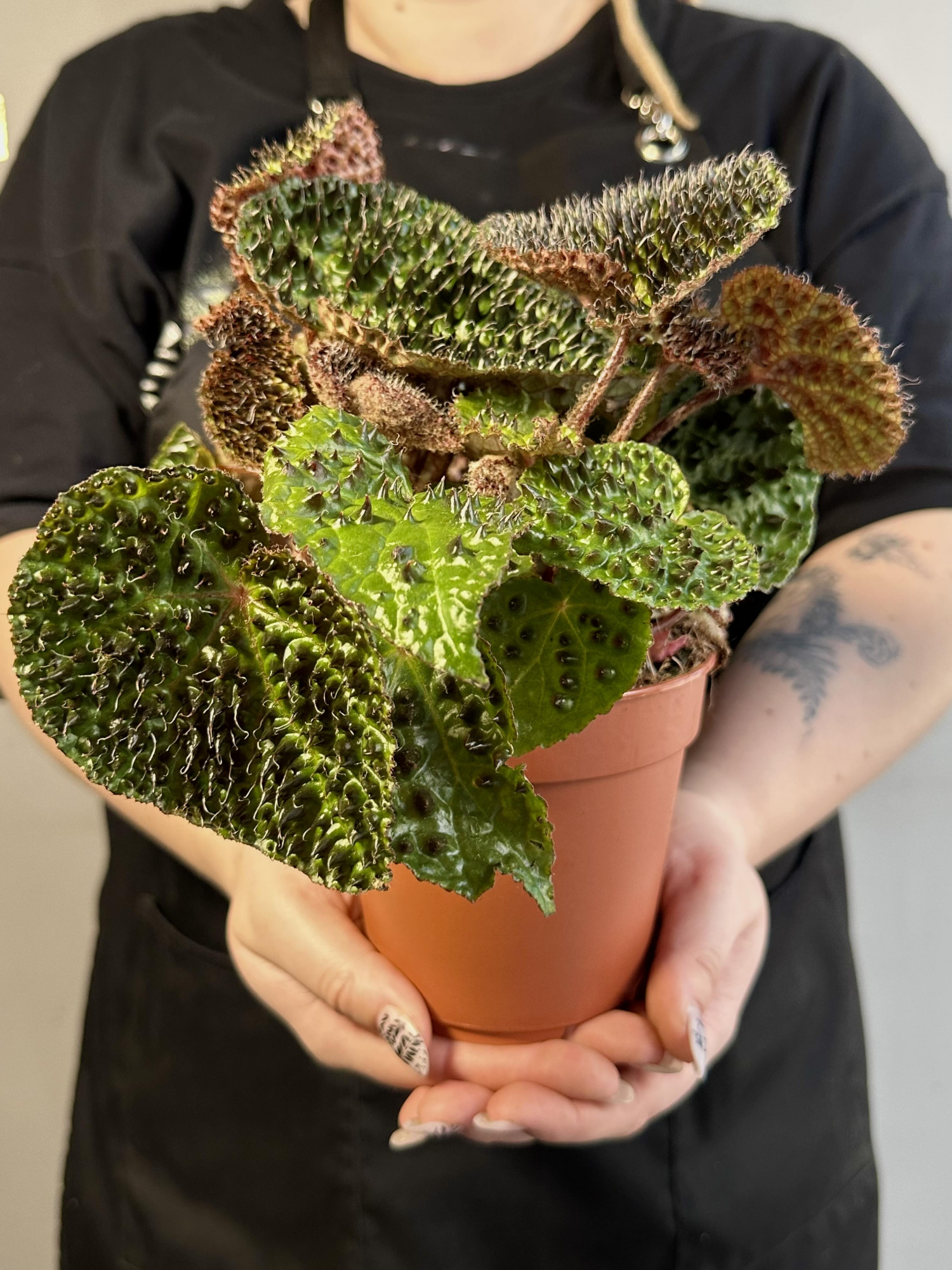 Бегония Ферокс, или Бегония Тролль (Begonia Ferox Troll) D12см