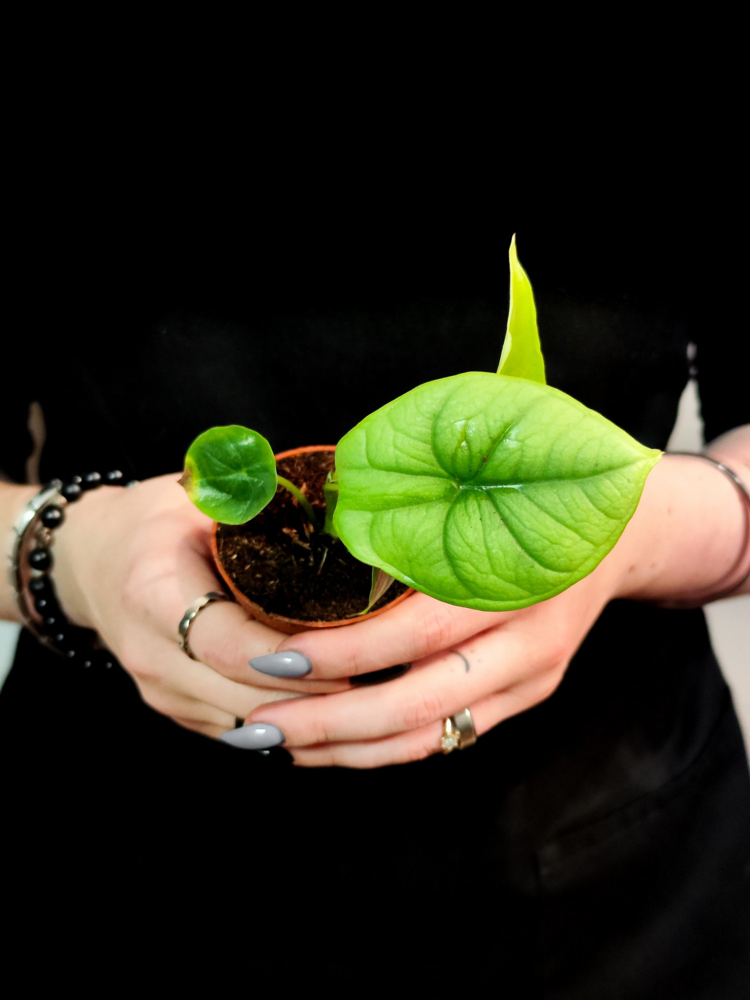 Алоказия Бисма Сильвер (Alocasia Bisma Silver) D6см