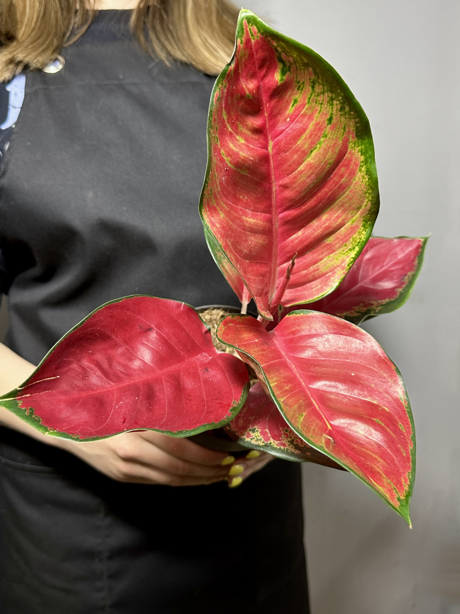 Аглаонема Чили Ред (Aglaonema Chili Red) D12см