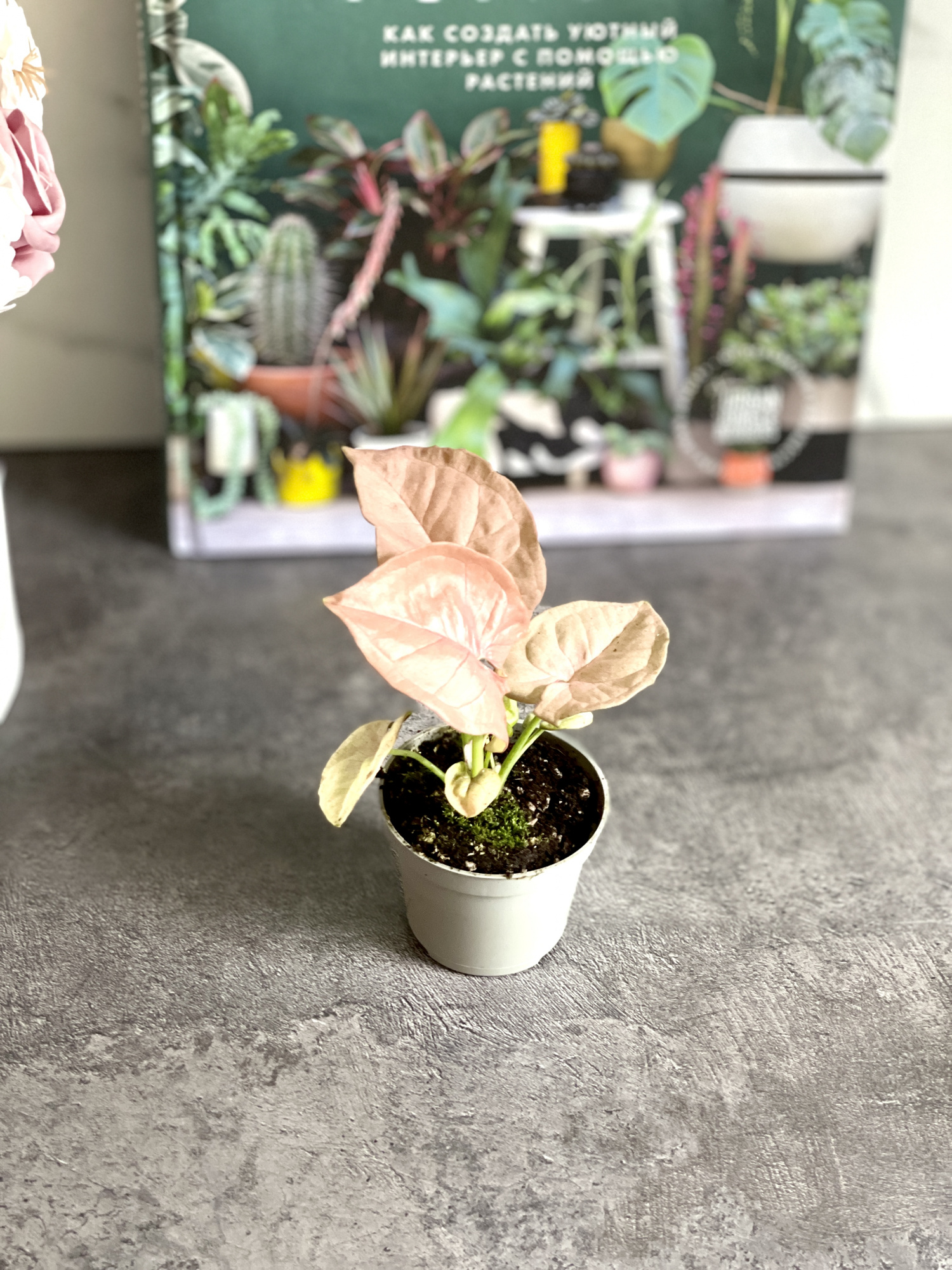 Сингониум Неон (Syngonium Neon) D6см