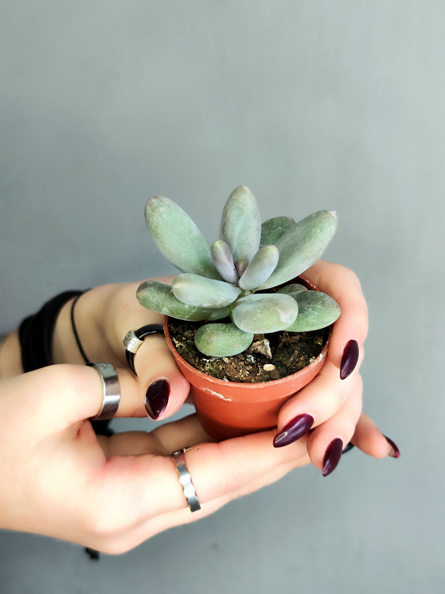 Пахифитум Овиферум Даймонд (Pachyphytum Oviferum Diamond) D5см