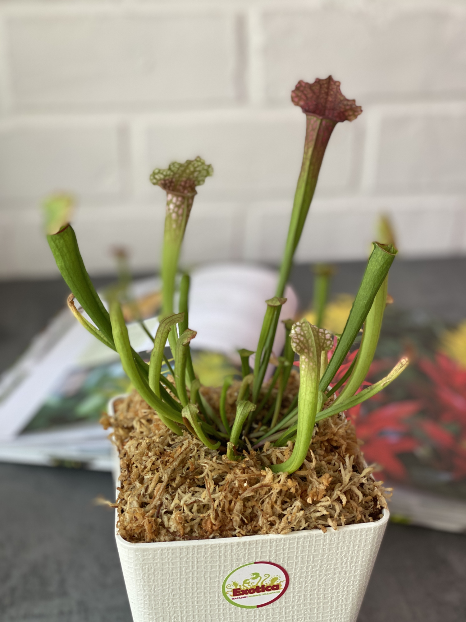 Саррацения Сопера (Sarracenia Juthatip Soper) пересаженная D12см