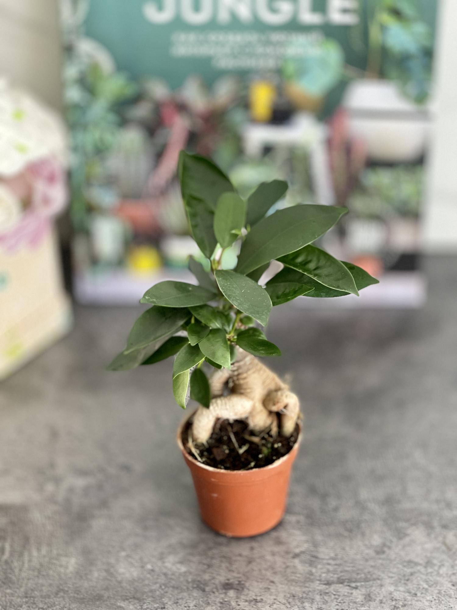 Фикус Гинсенг, или Фикус Женьшень (Ficus Ginseng) D7см