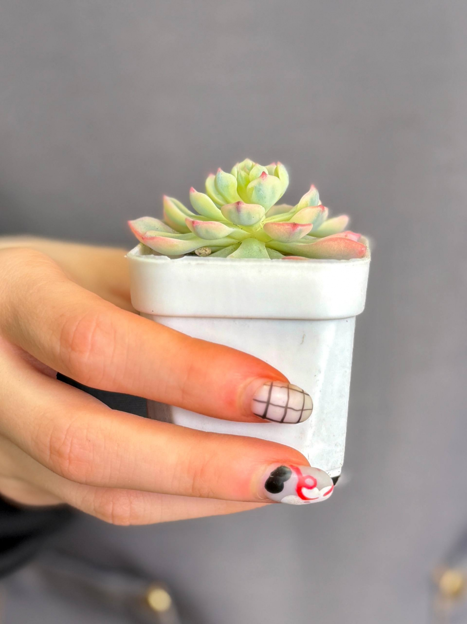 Эхеверия Блю Эппл Вариегатная (Echeveria Blue Apple Variegated) D5см