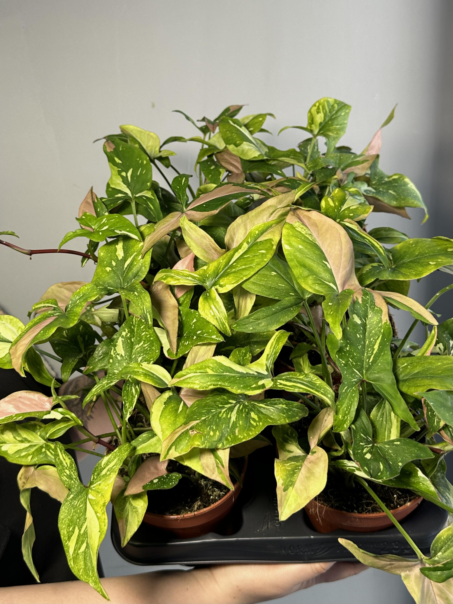 Сингониум Ред Спот Триколор (Syngonium Red Spot Tricolor) D12см