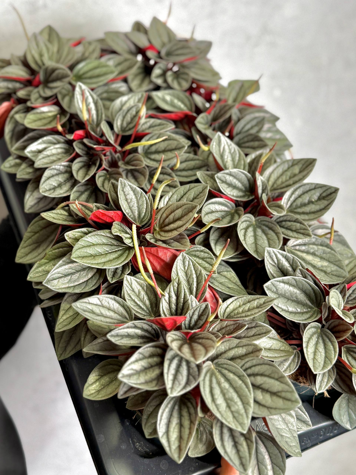Пеперомия Каперата Санторини (Peperomia Santorini) D12см