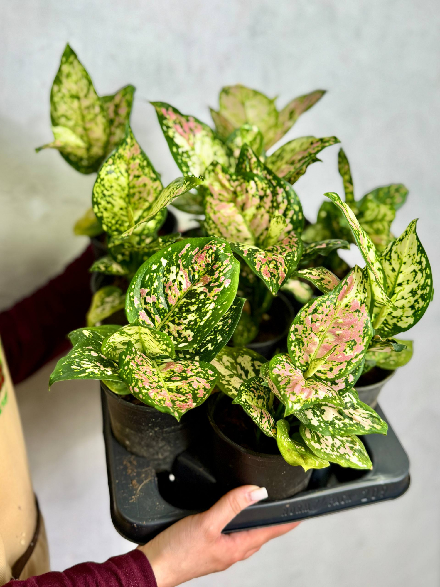 Аглаонема Анимани Триколор (Aglaonema Anyamanee Tricolor) D10см