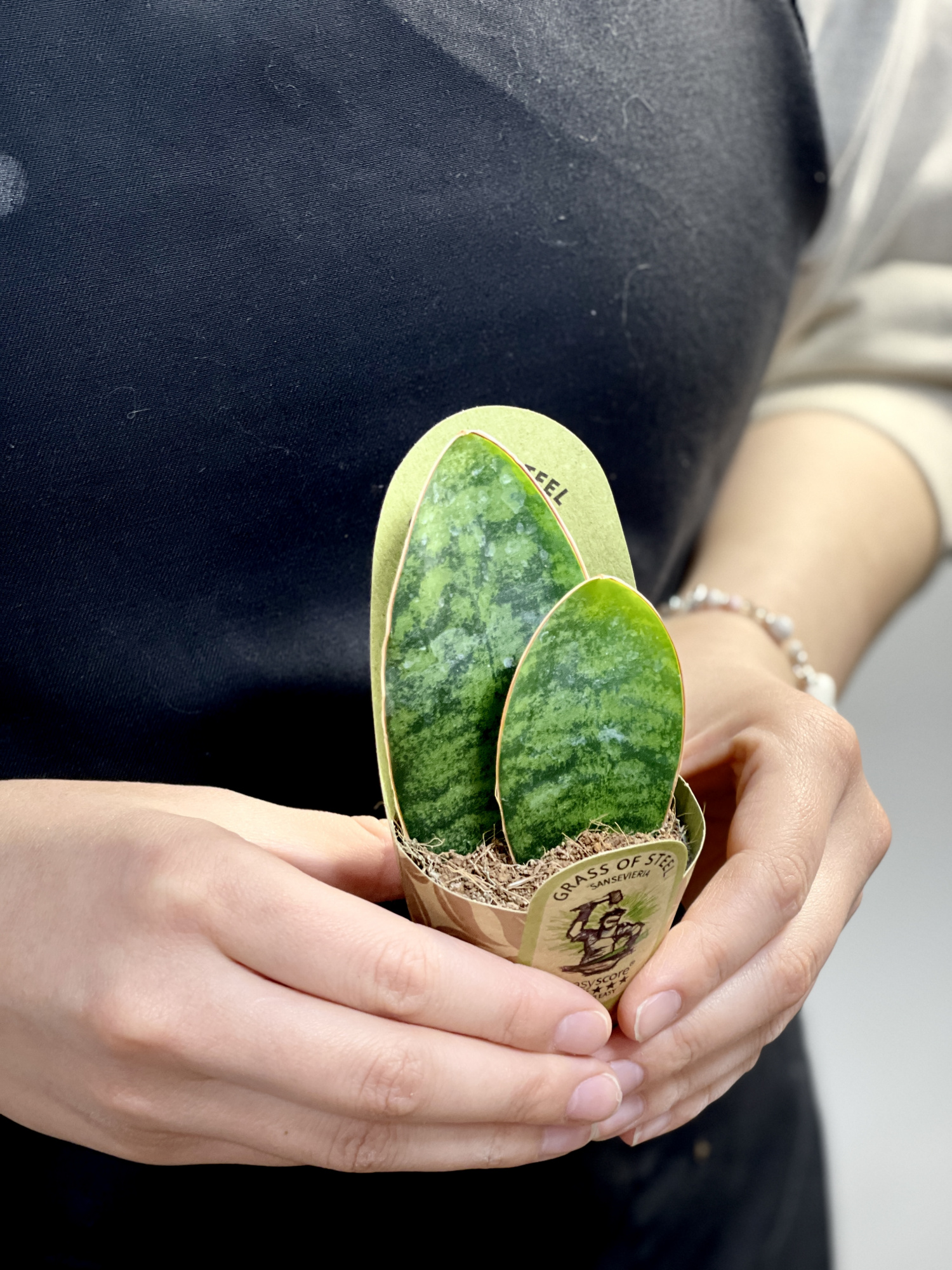 Сансевиерия Масониана Дабл (Sansevieria Masoniana Double) D6см