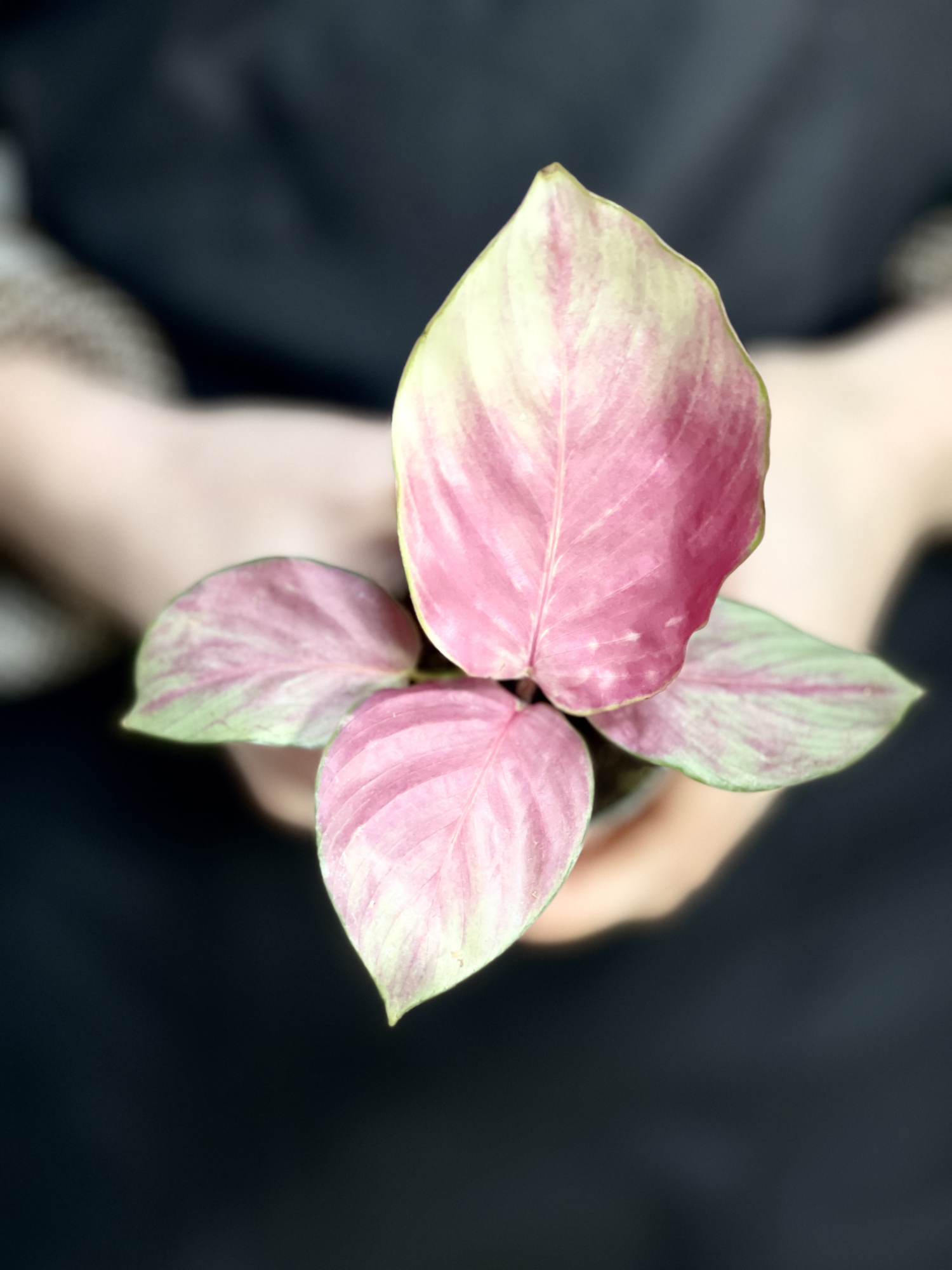 Калатея Сильвер Плейт (Calathea Silver Plate) D6см