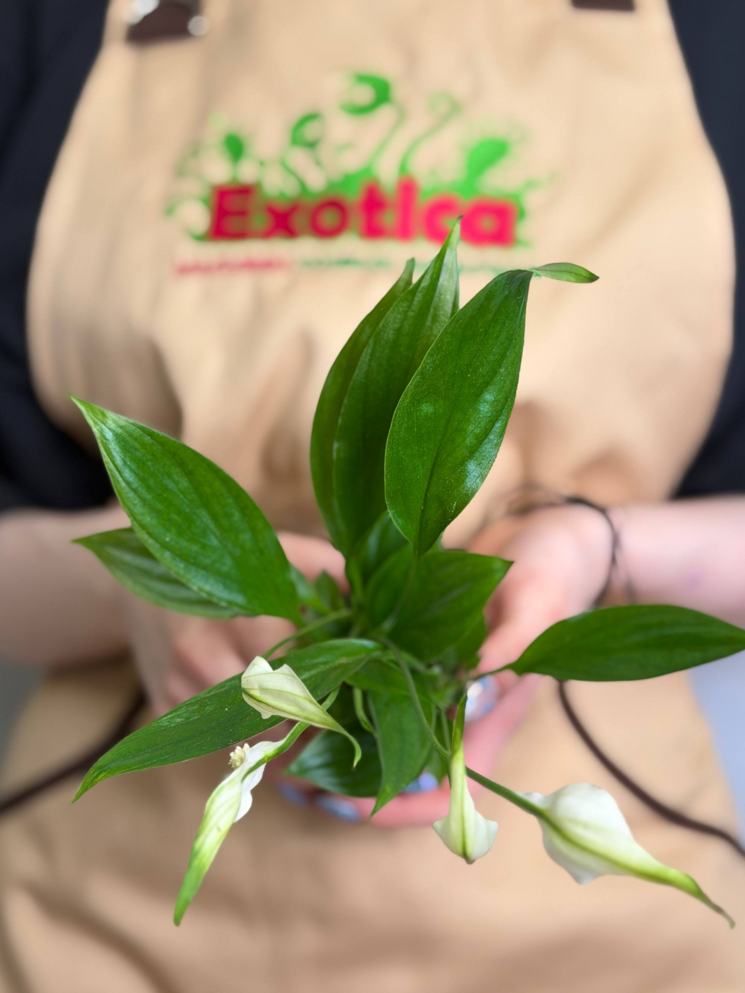 Спатифиллум Алана (Spathiphyllum Alana) D6см