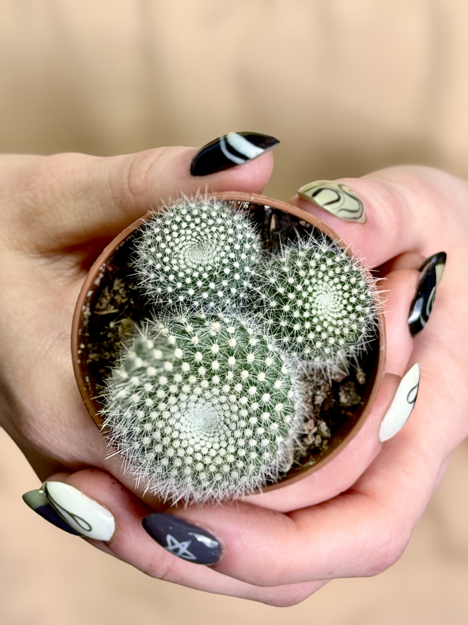 Нотокактус Хазельберга Груп, или Пародия Хазельберга (Notocactus Hasselbergii Group) D5см