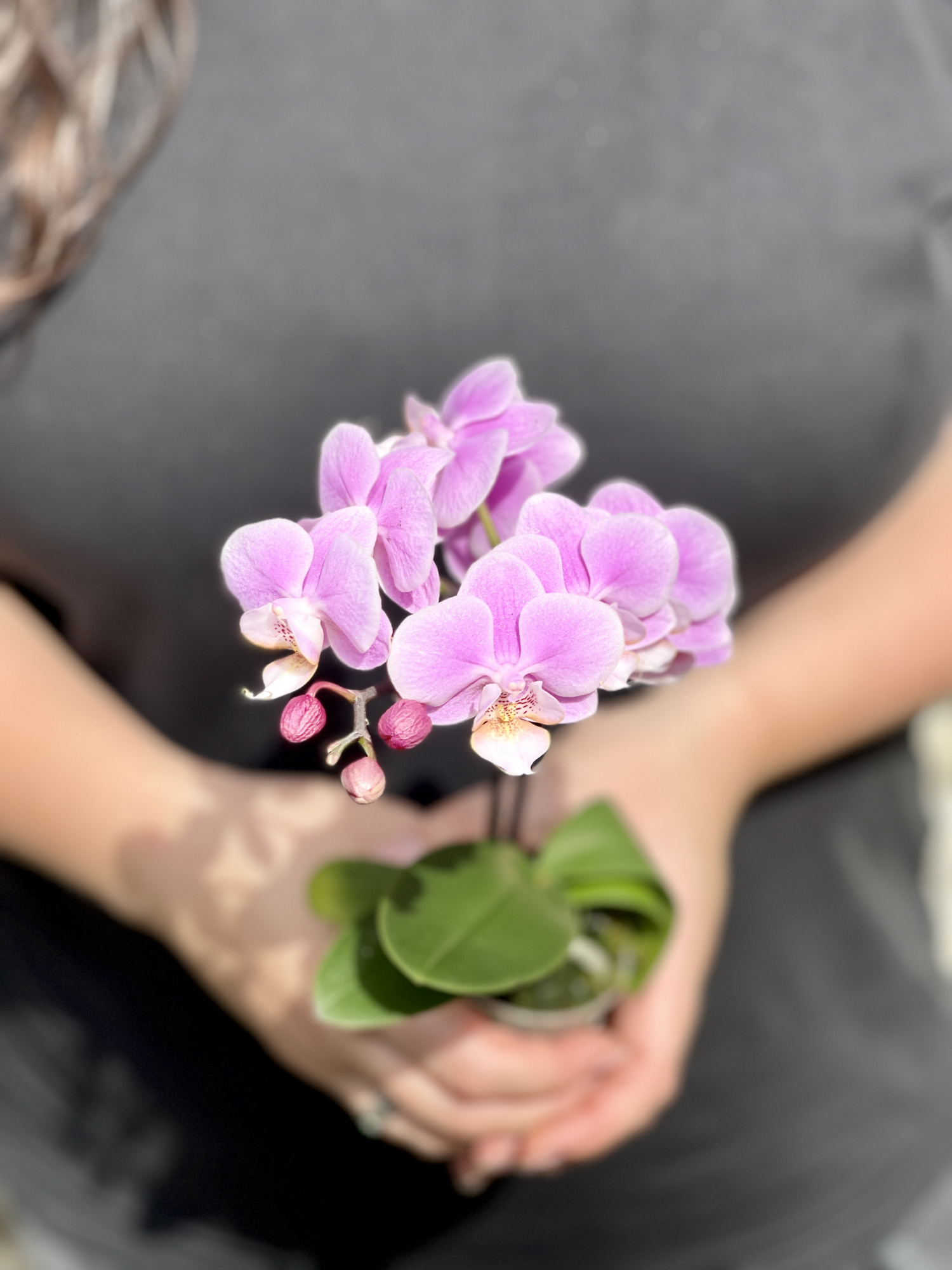 Орхидея Фаленопсис Розовая (Phalaenopsis Multiflora) D6см