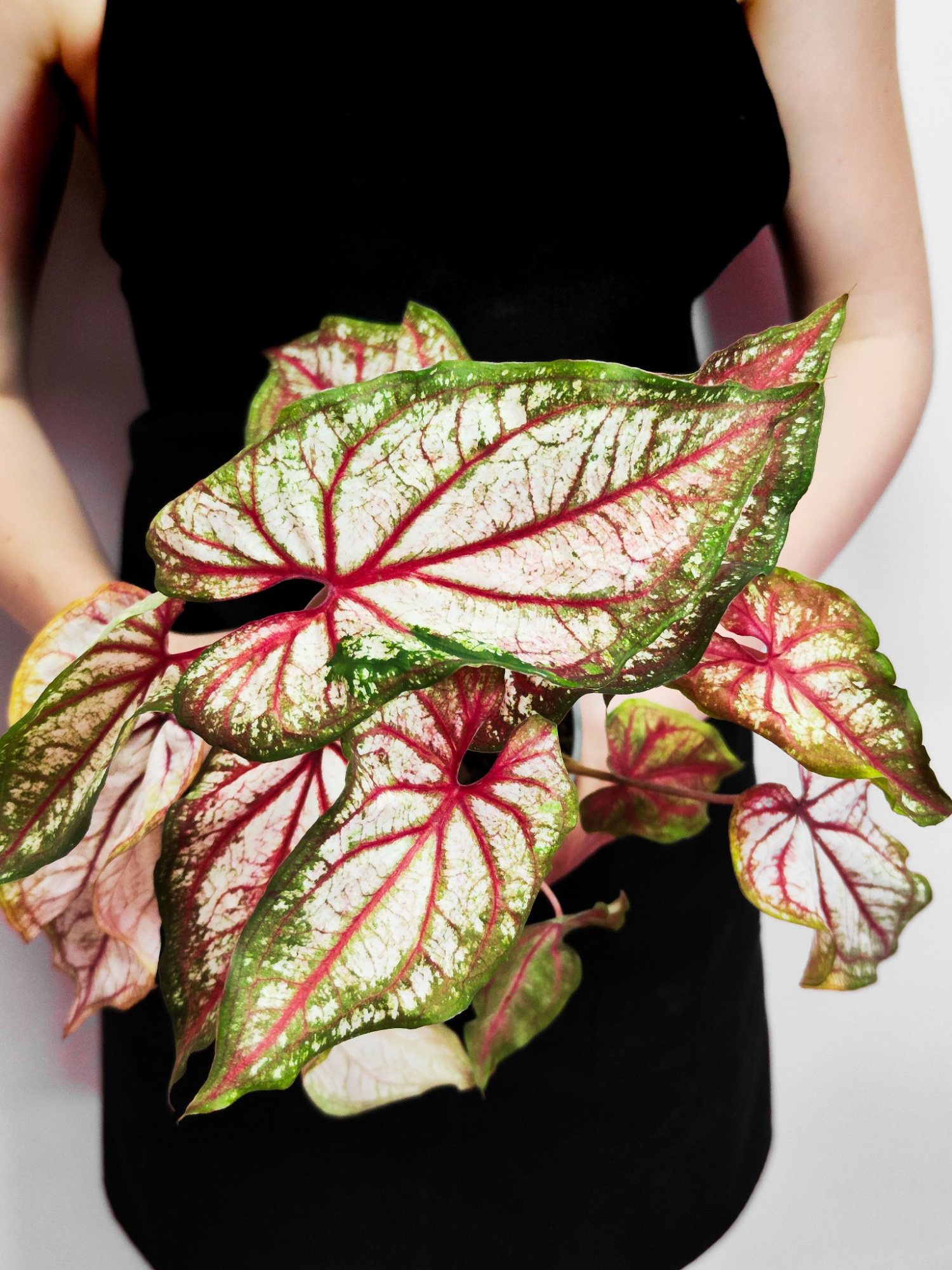Каладиум Эксплоушн (Caladium Xplosion) D12см