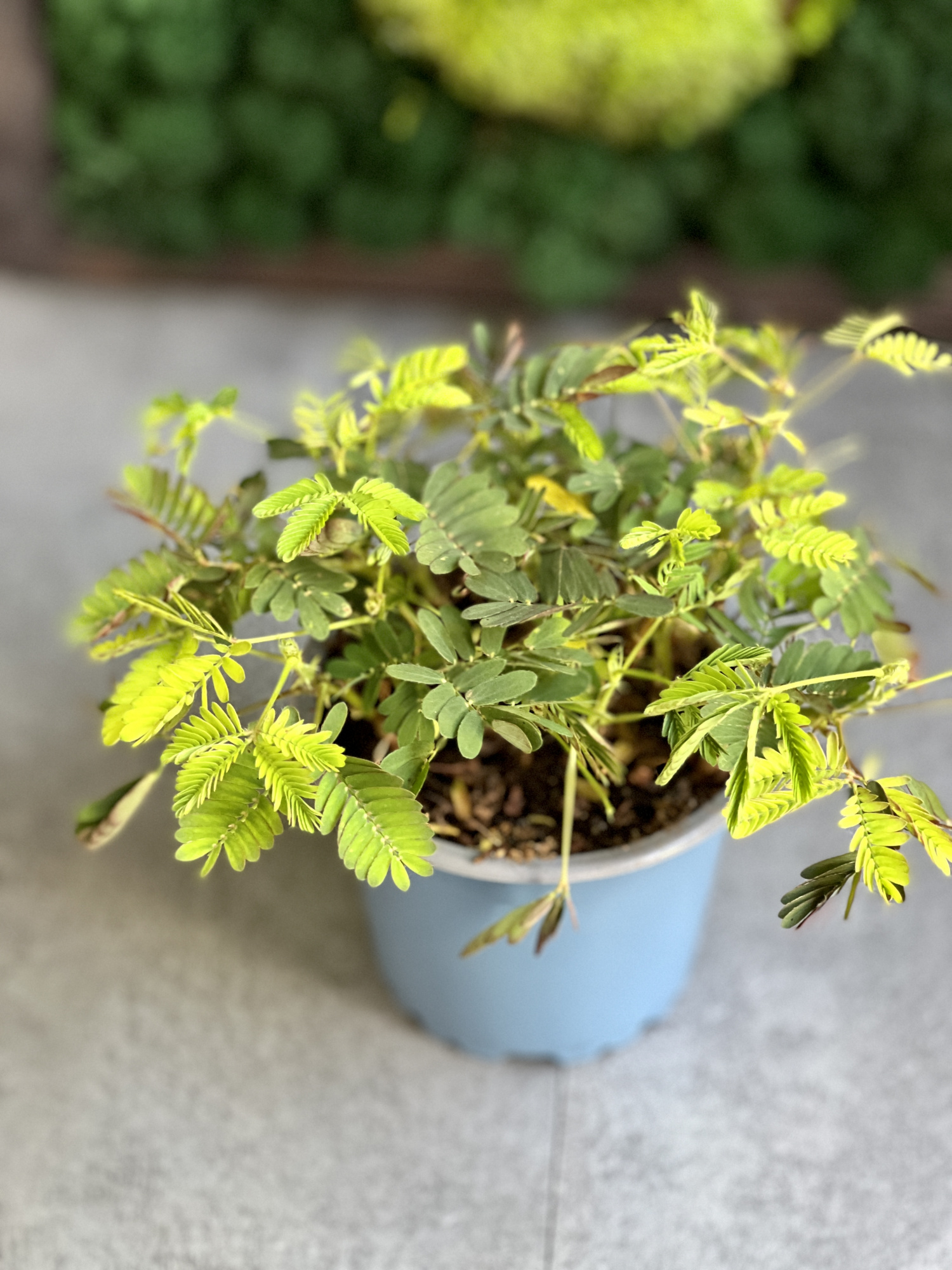 Стыдливая Мимоза (Mimosa Pudica) D9см