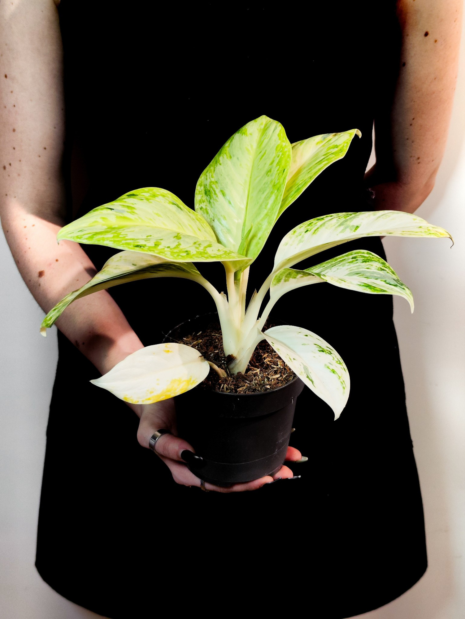 Аглаонема Арктик Лайм (Aglaonema Arctic Lime) D12см