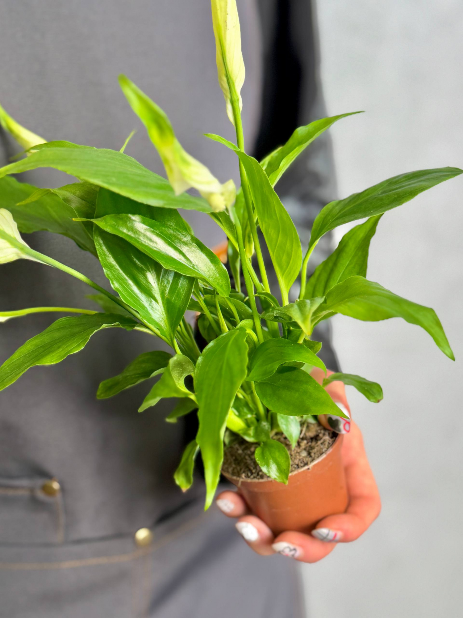 Спатифиллум Шопен (Spathiphyllum Chopin) D6см