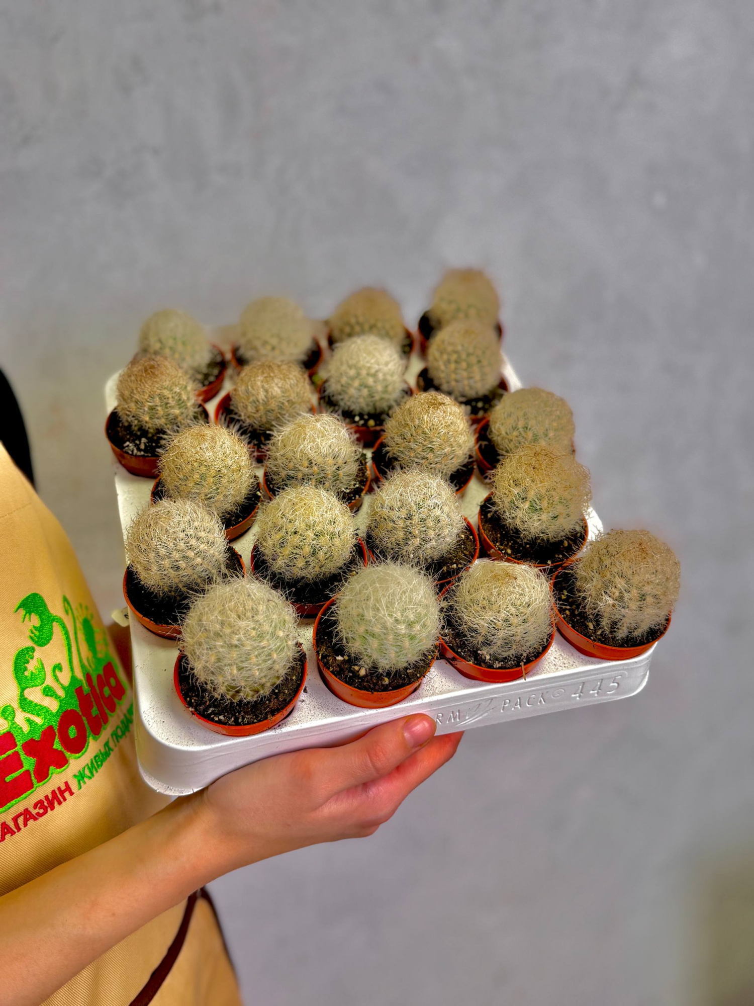 Кактус Неопортерия Сениллис (Neoporteria Senilis) D5см