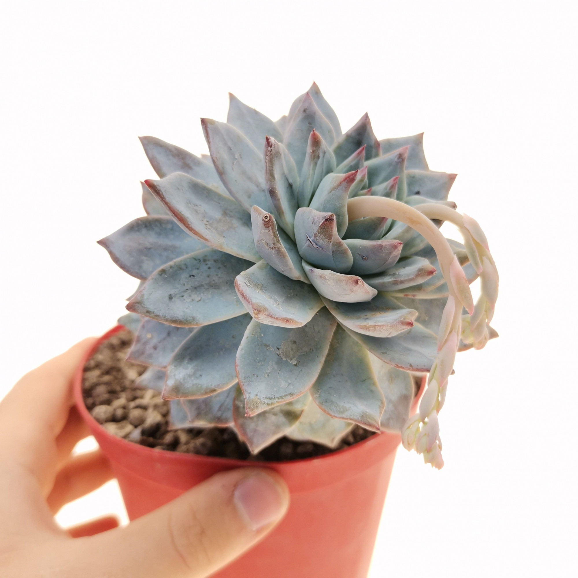 Эхеверия Блю Бёрд (Echeveria Blue Bird) D9см