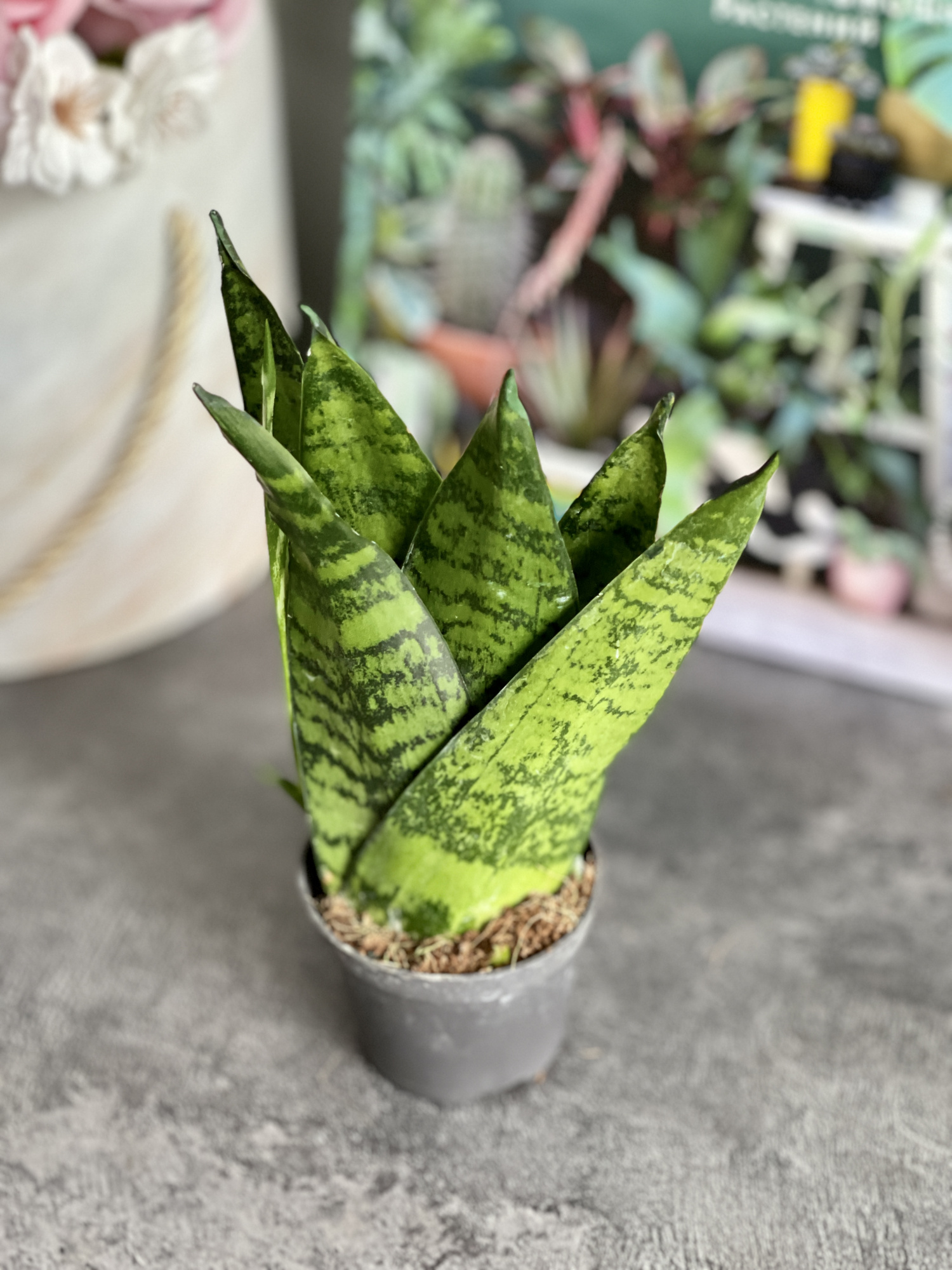 Сансевиерия Зейланика Фан (Sansevieria Zeylanica Fan) D6см