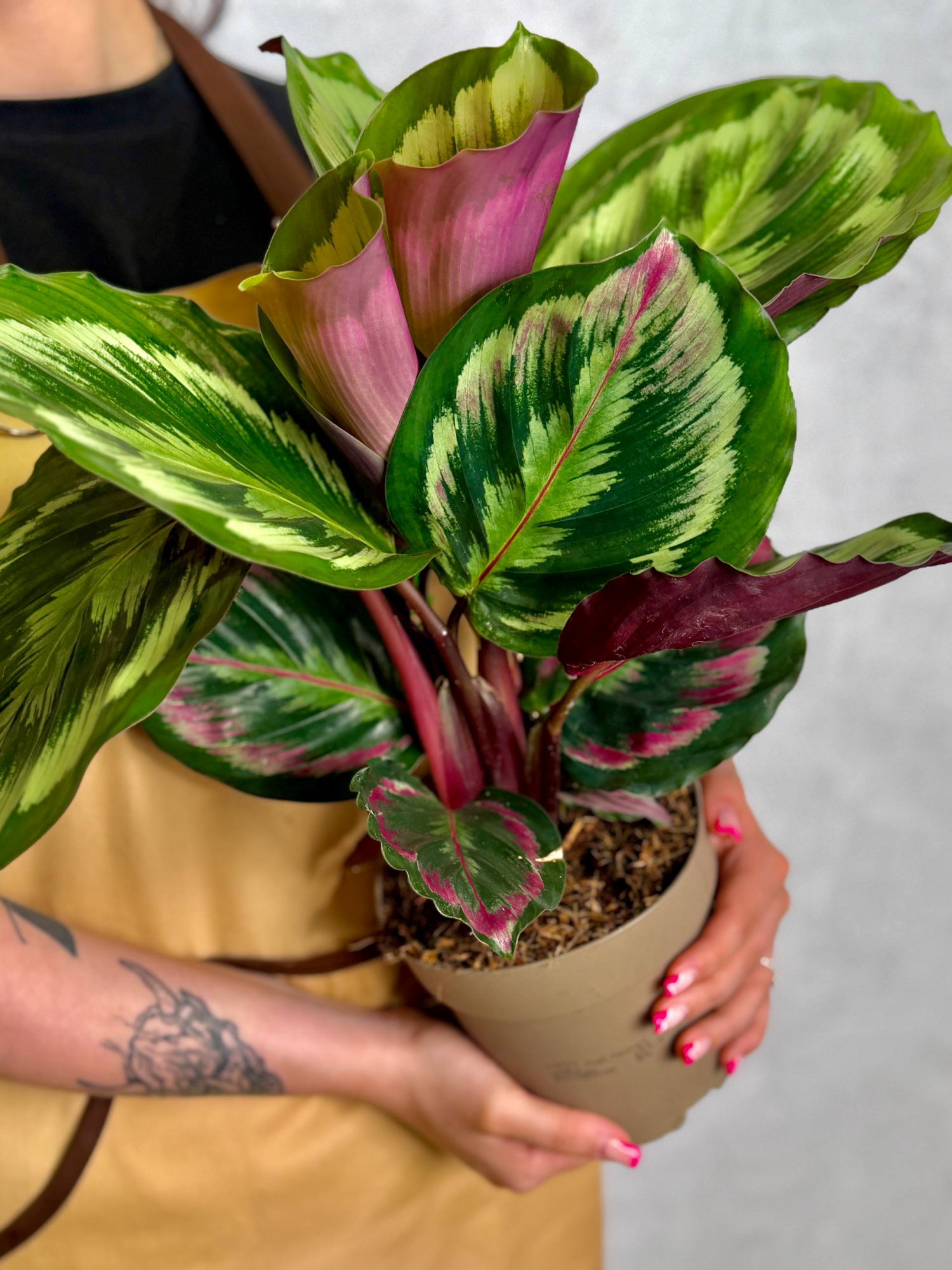 Калатея Марион Шайнстар (Calathea Marion Shinestar) D14см