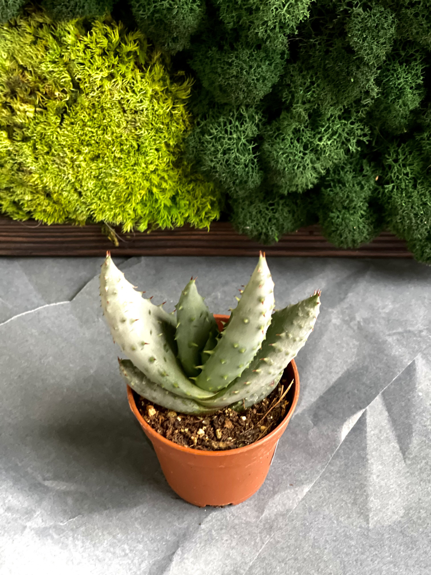 Алоэ булавоцветковое, или Алоэ Клавифлора (Aloe Claviflora) D5см