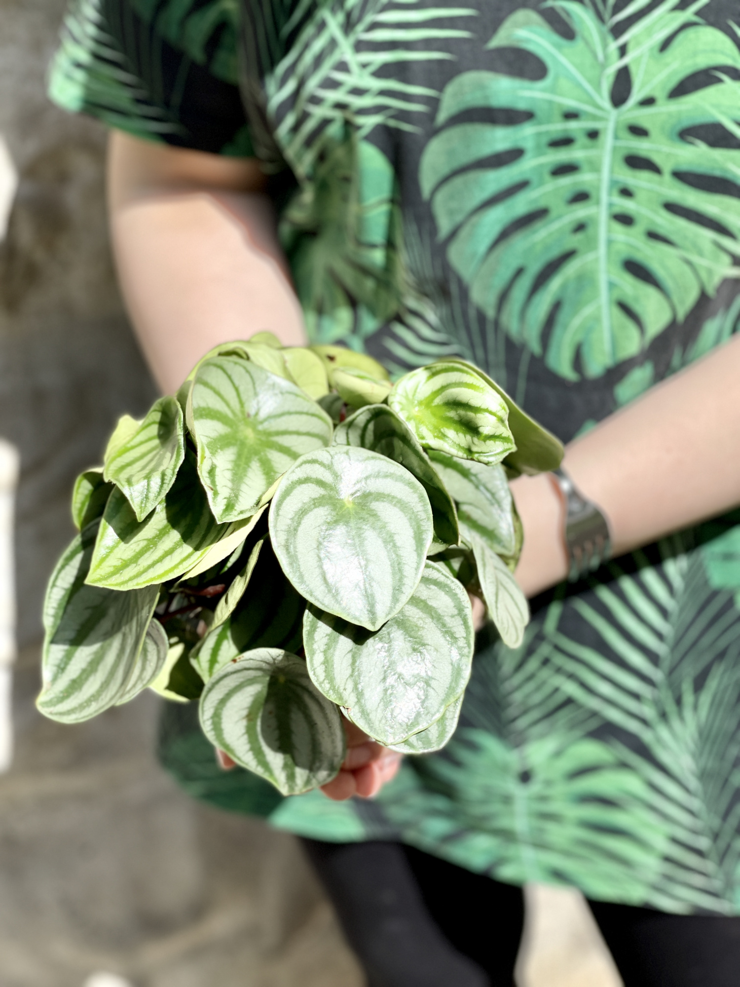 Пеперомия Арбузная (Peperomia Argyreia Watermelon) D11см