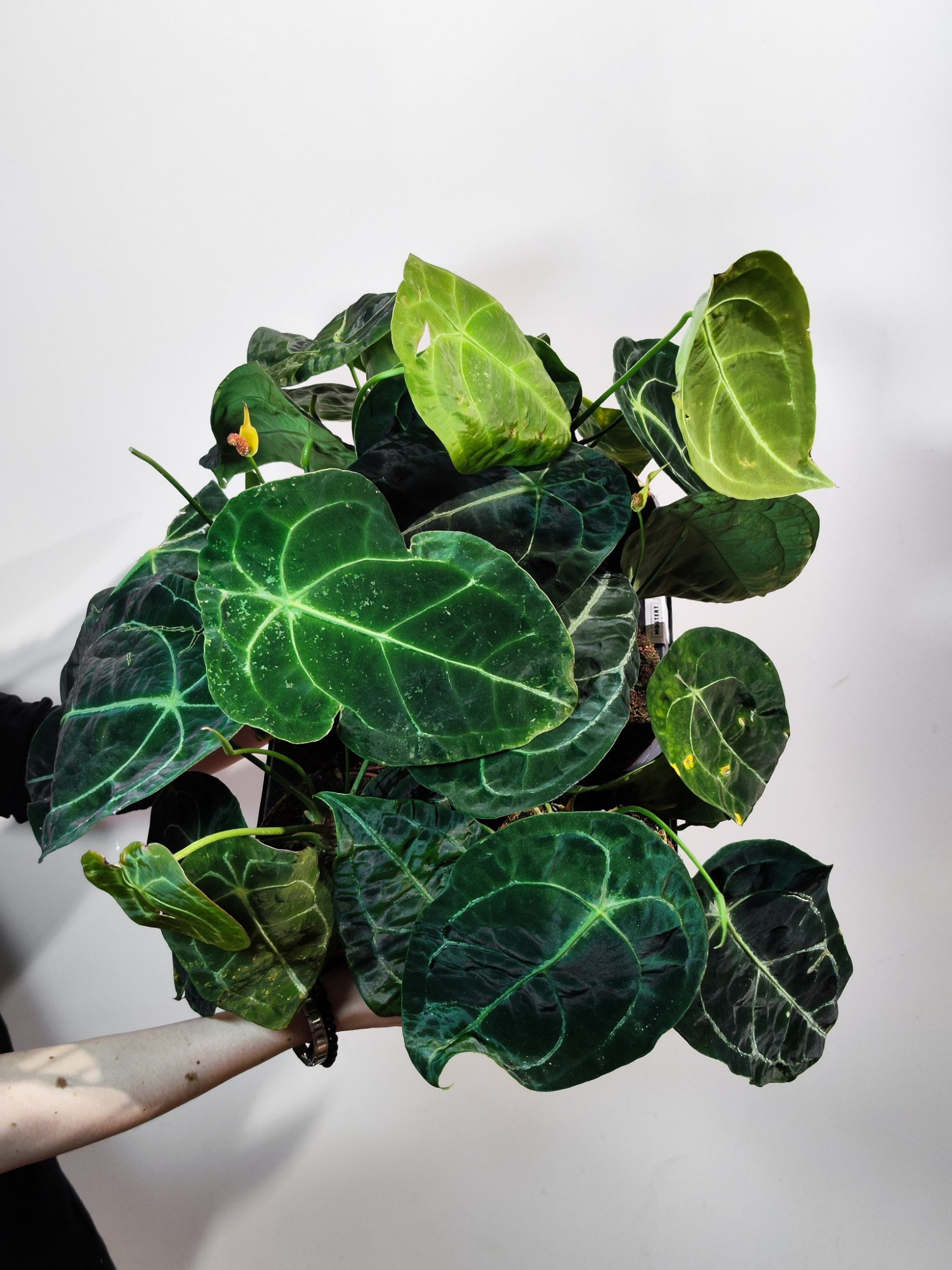 Антуриум Форгети Нигроламинум (Anthurium Forgetii x Nigrolaminum) D12см
