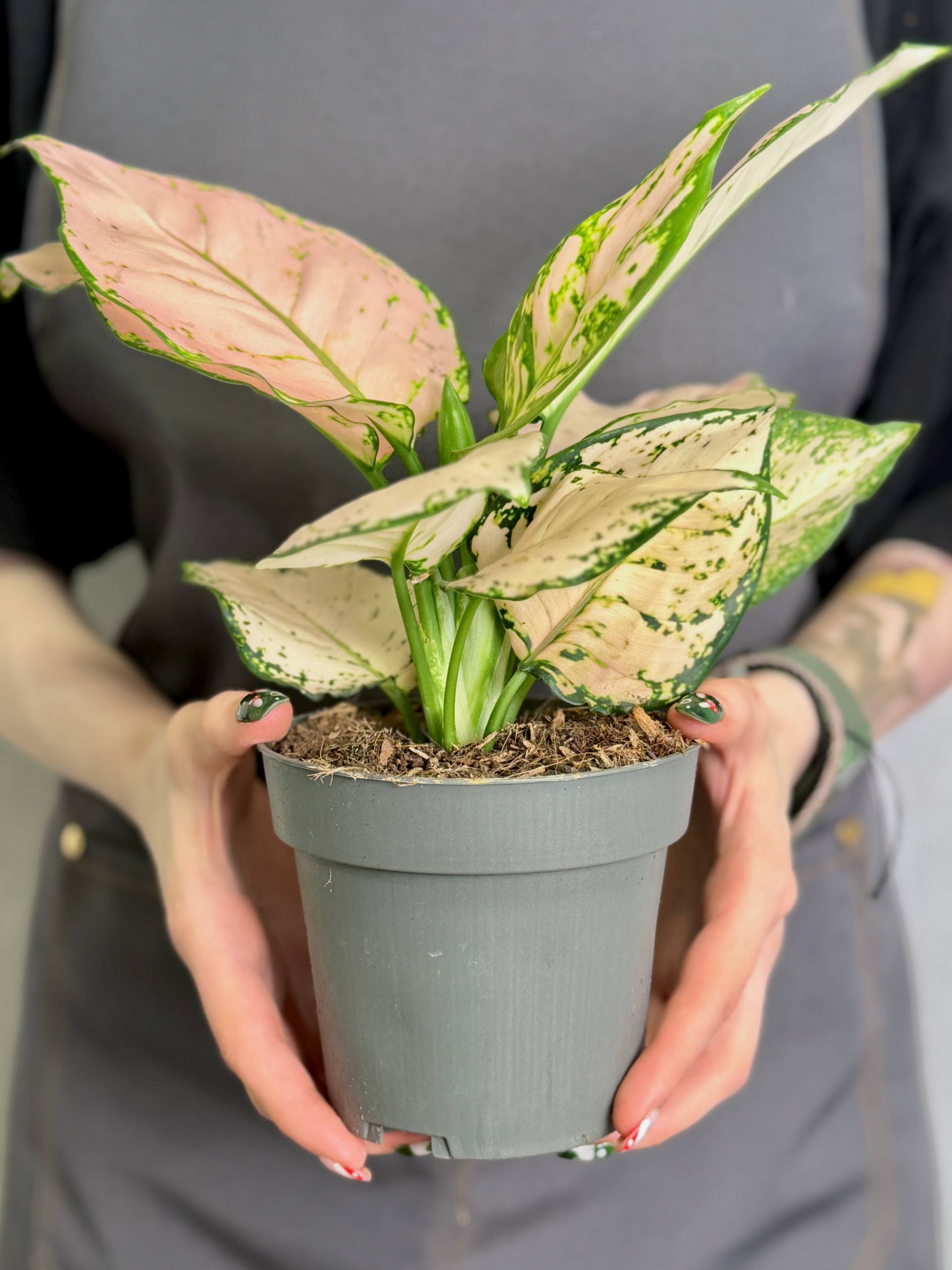 Аглаонема Рози Джой (Aglaonema Rosy Joy) D12см
