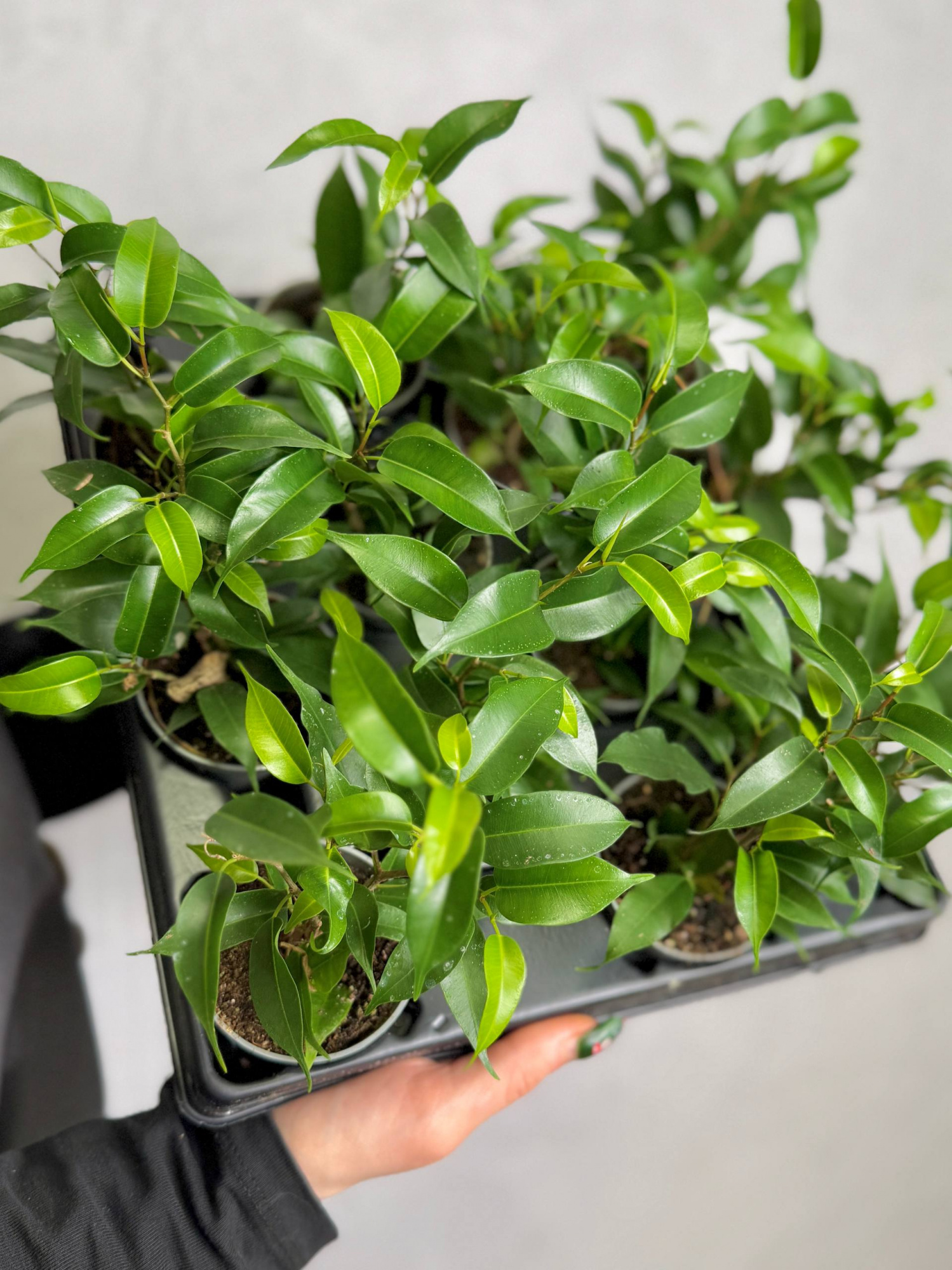 Фикус Бенджамина Наташа (Ficus Benjamina Natasja) D6см