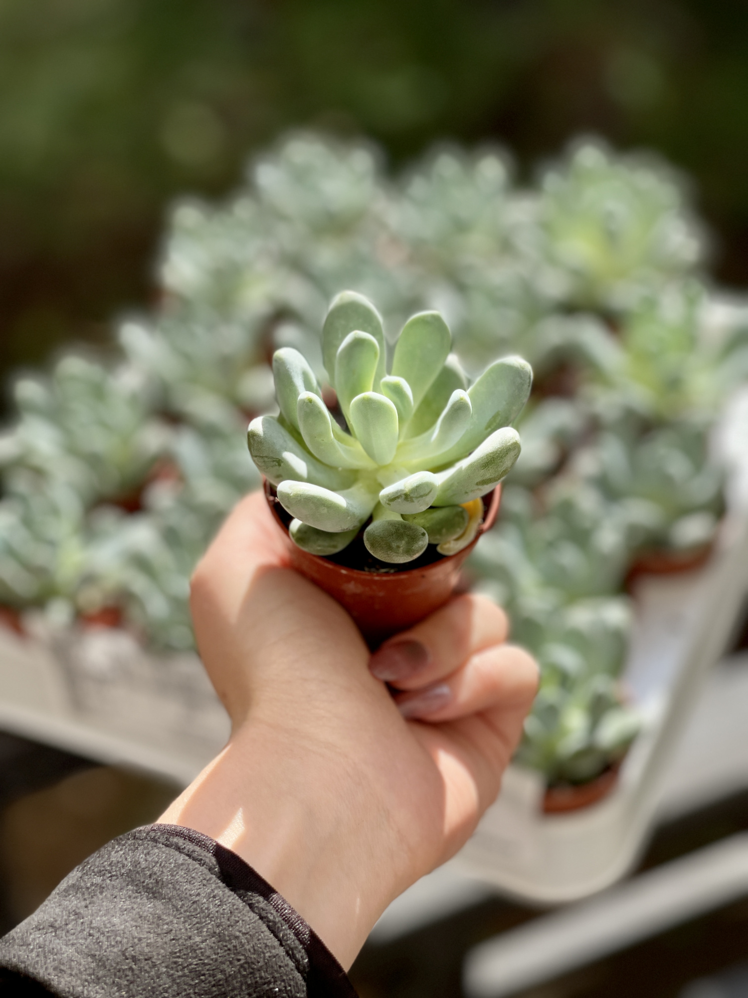 Пахифитум Каукатеканский (Pachyphytum Cuicatecanum) D5см