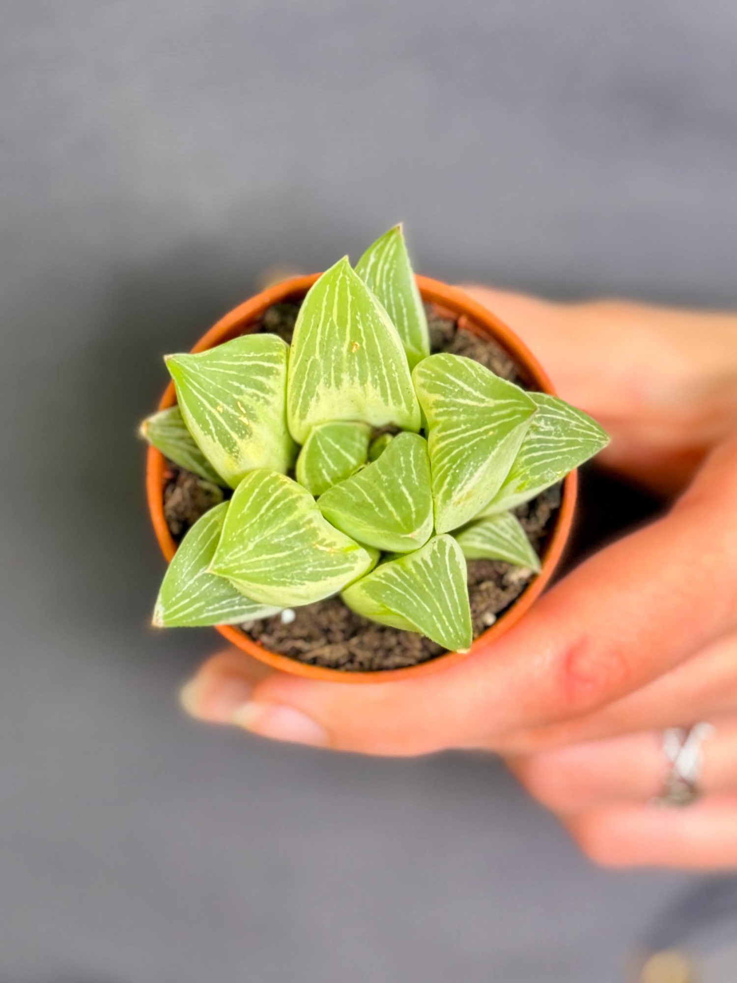 Хавортия Ретуза Уайт Хост (Haworthia Retusa White Ghost) D5см