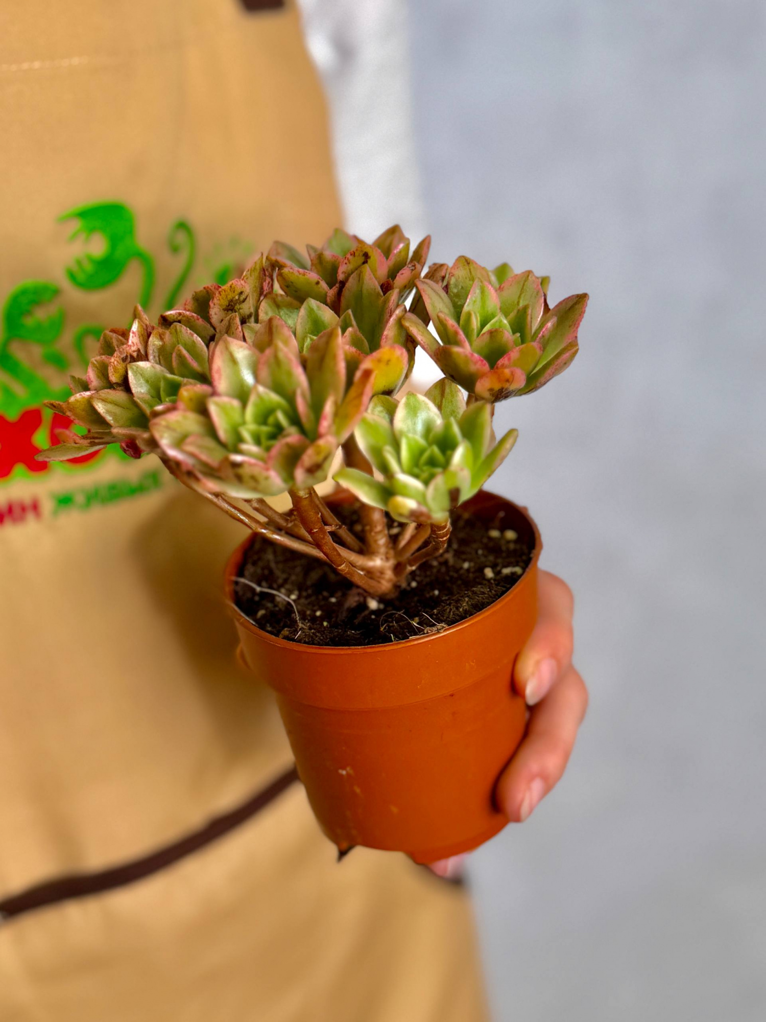 Эониум Вариегатный Бронзовая Медаль (Aeonium Bronze Medal Variegata) D8,5см