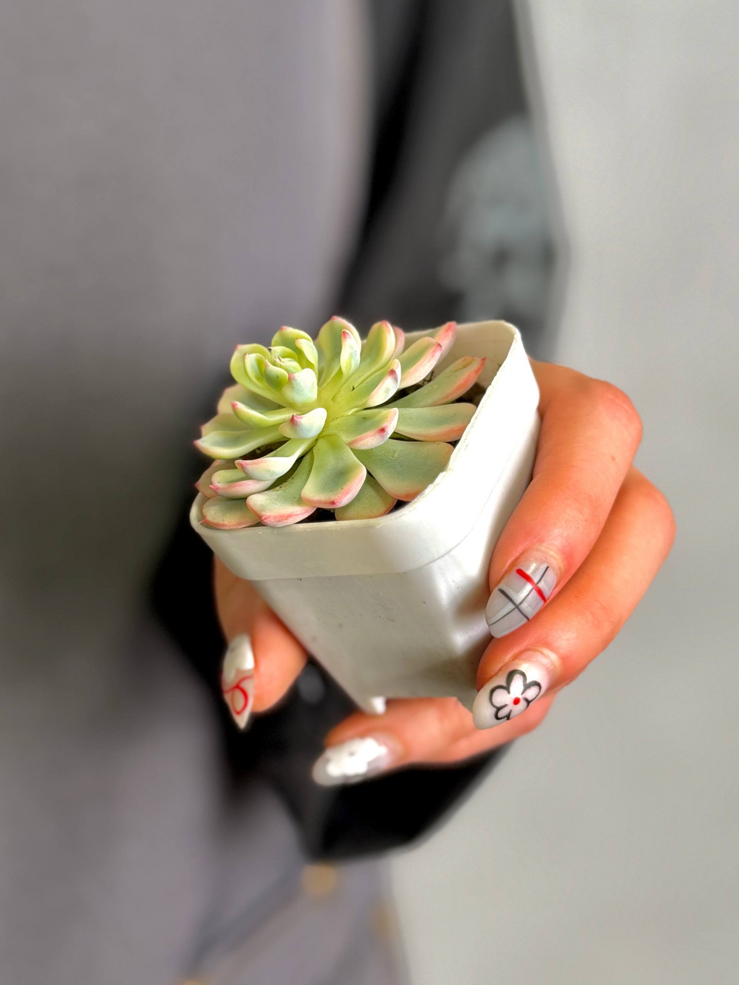 Эхеверия Блю Эппл Вариегатная (Echeveria Blue Apple Variegated) D5см