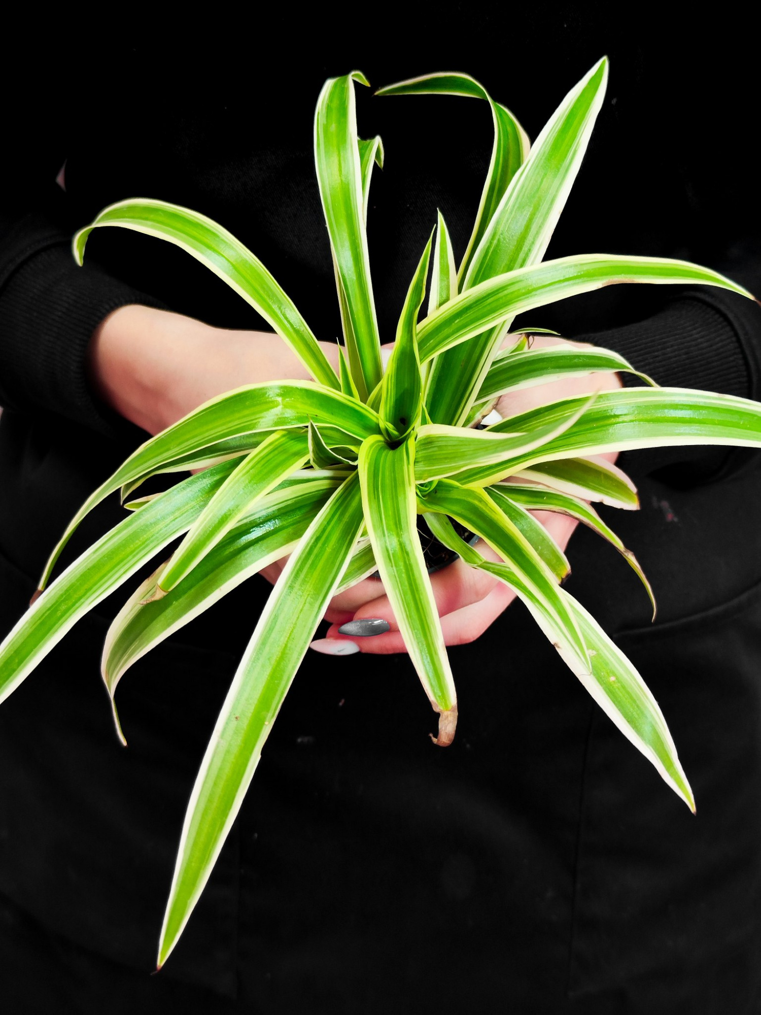 Хлорофитум Океан (Chlorophytum Ocean) D7см
