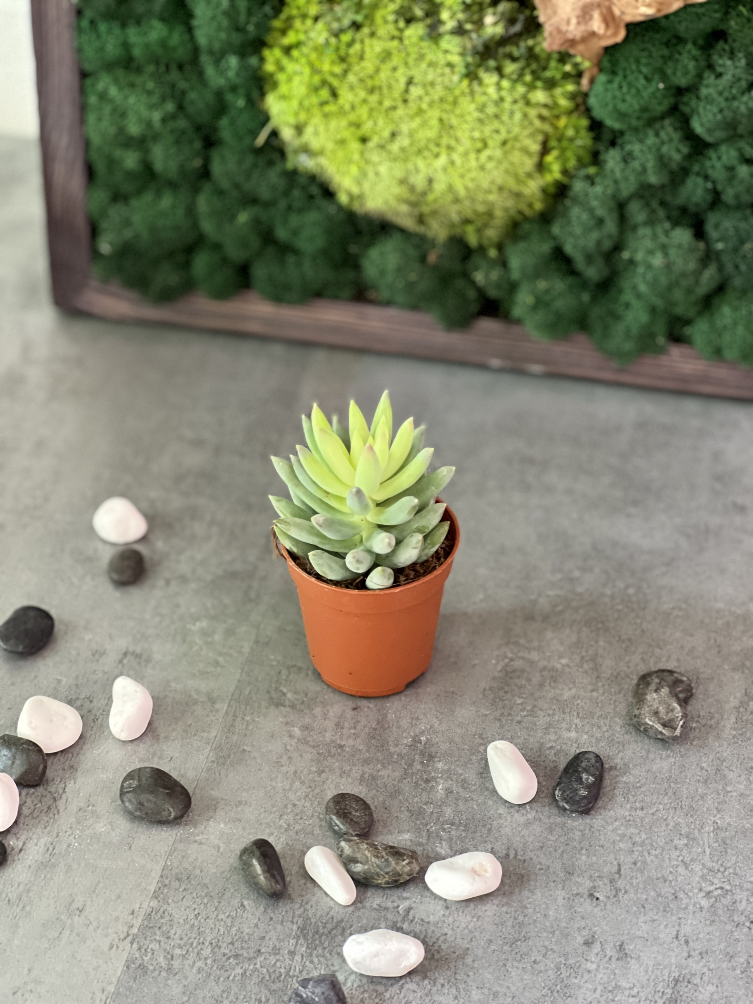 Седум Моргана Магнум (Sedum Morganianum) D5см