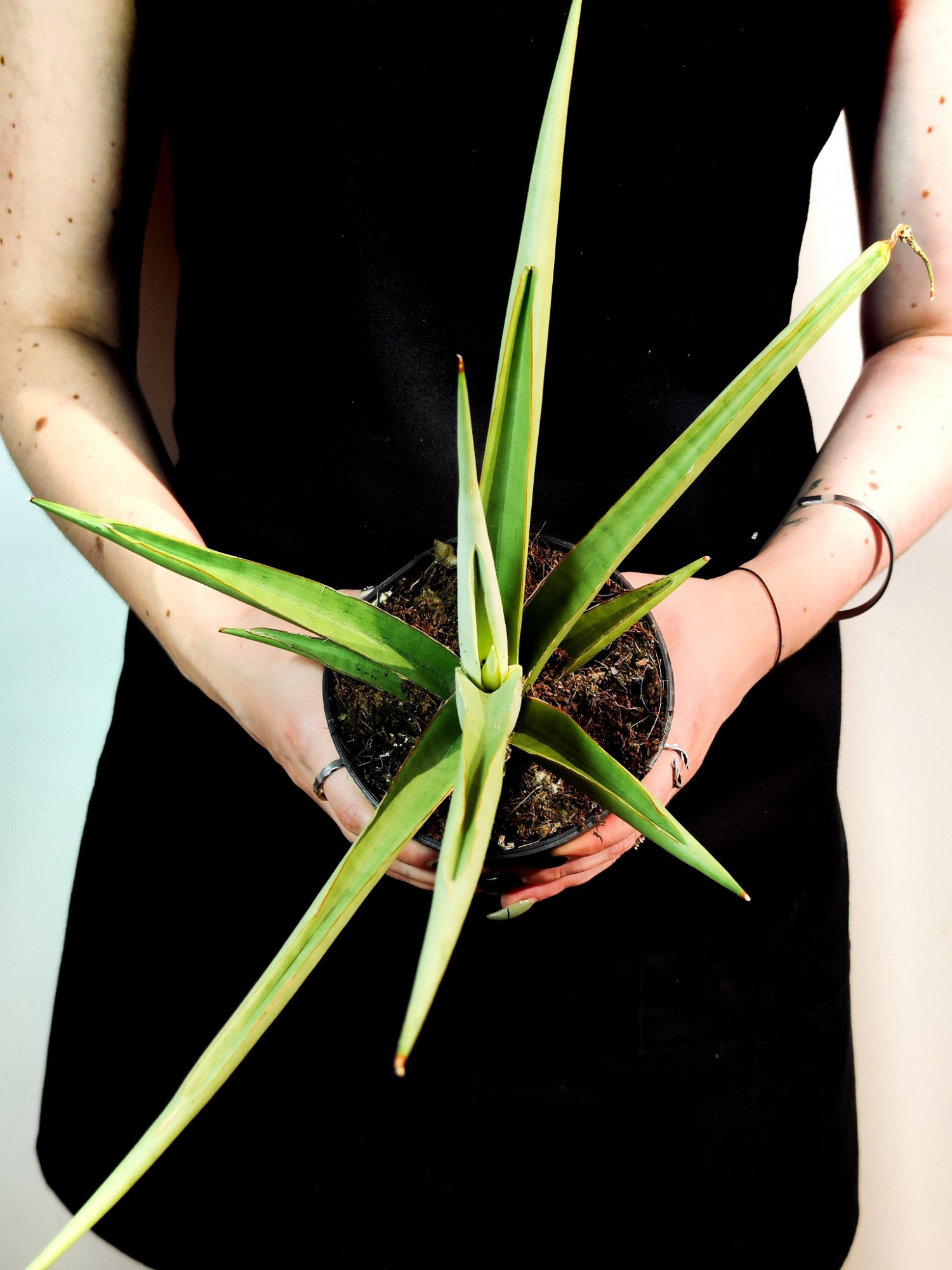Сансевиерия Комета Пастель Грей (Sansevieria Comet Pastel Grey) D12см