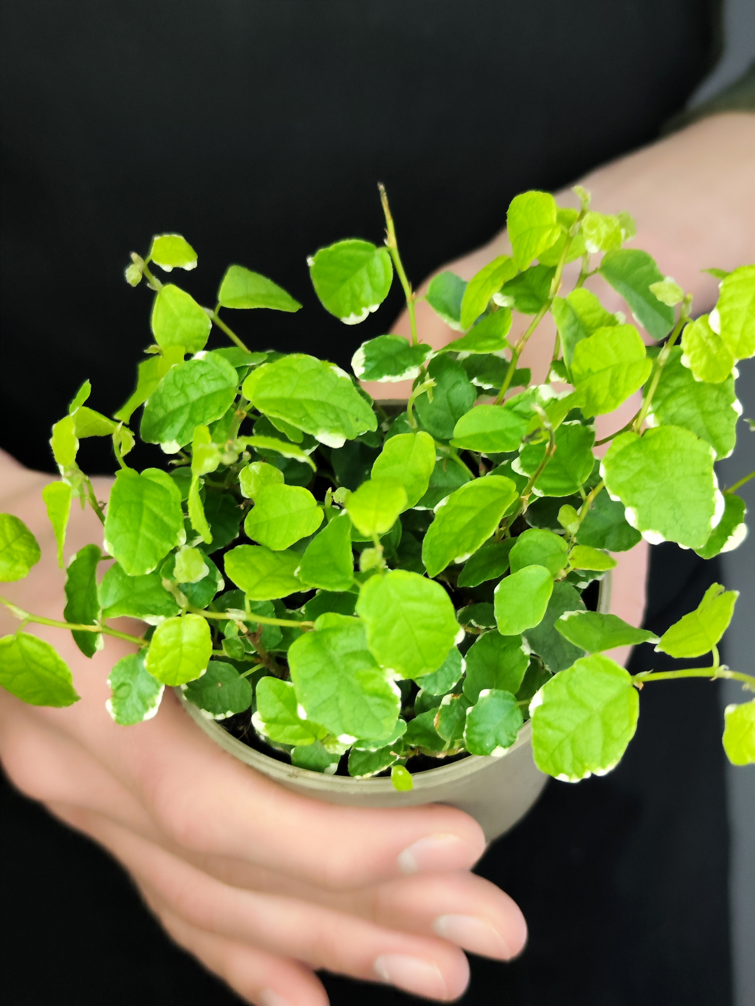 Фикус Пумила Уайт Санни (Ficus Pumila White Sunny) D9см
