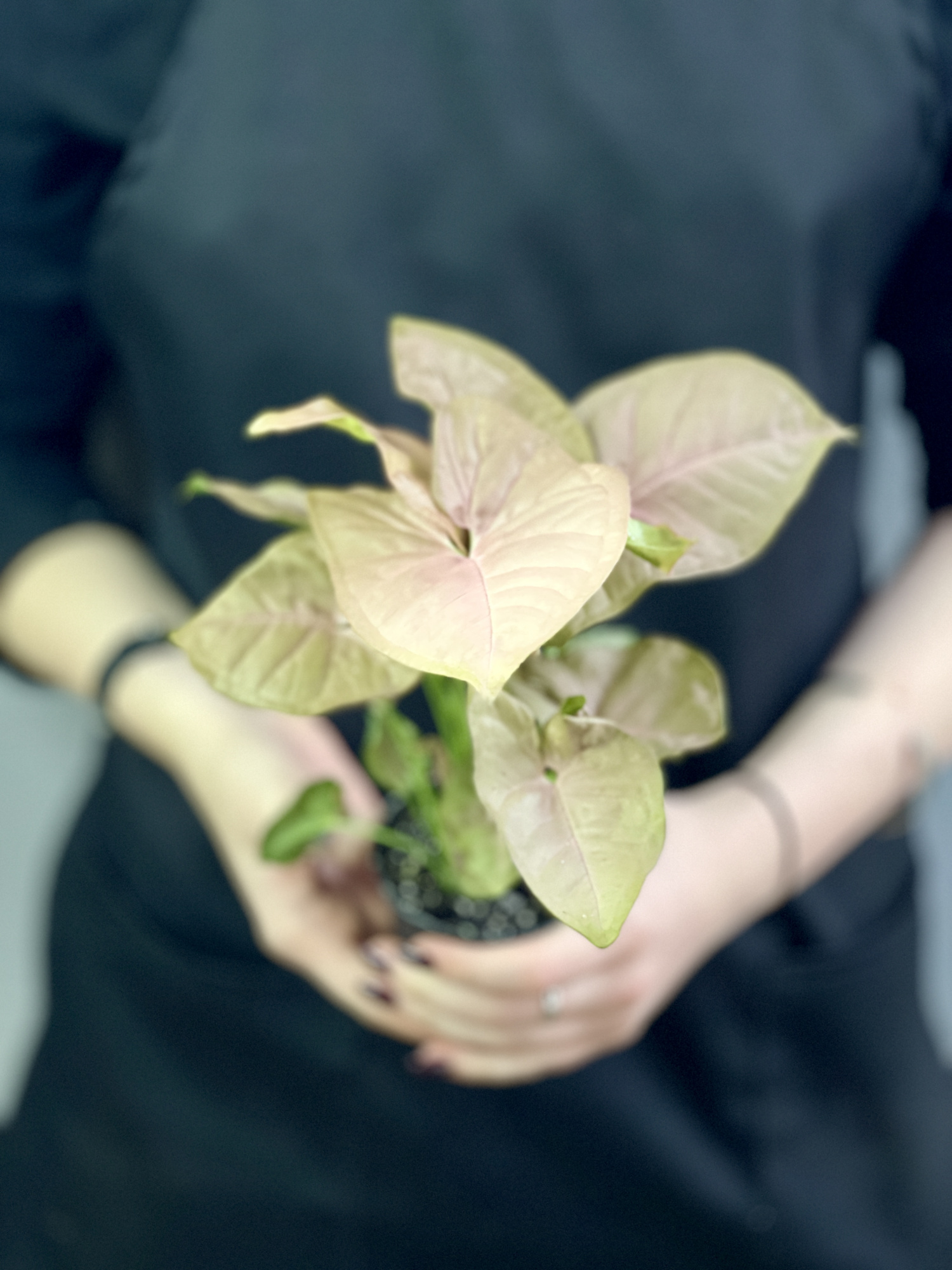 Сингониум Неон Робуста (Syngonium Neon Pobusta) D7см