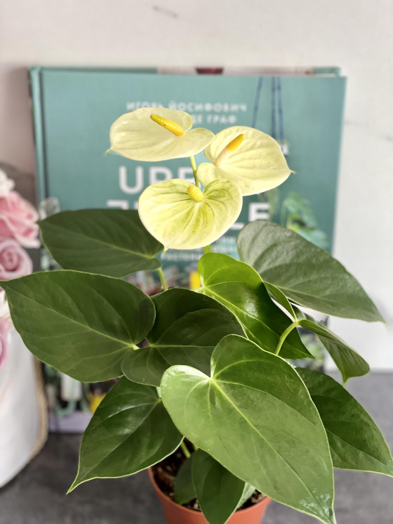 Антуриум Андре Ванилла (Anthurium Аndraeanum Vanilla) D9см