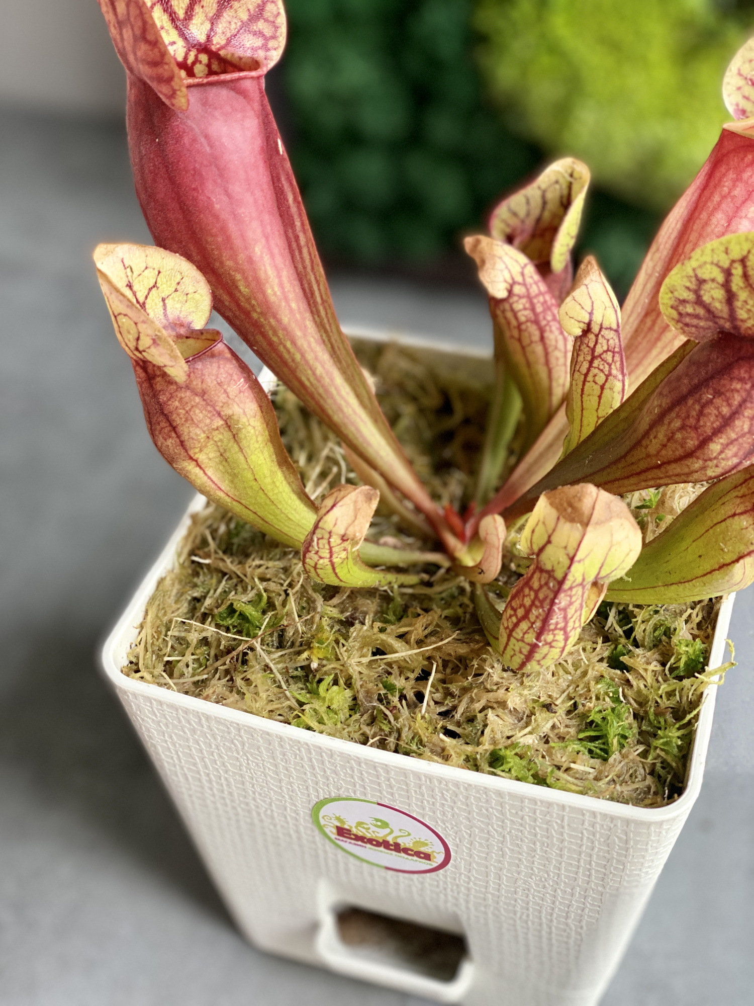 Саррацения Дракула (Sarracenia Dracula) пересаженная D12см