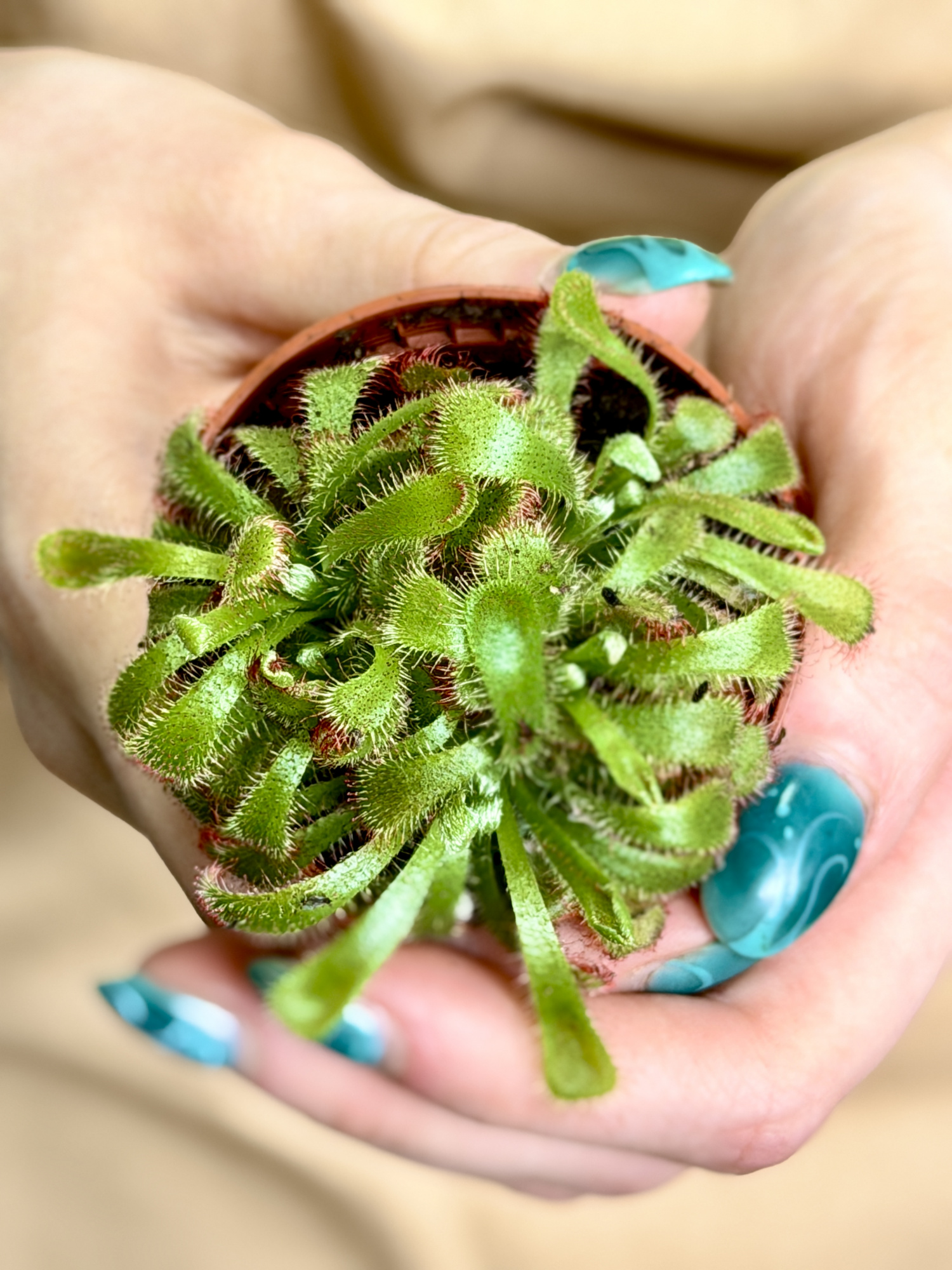 Росянка Алисия Мини (Drosera Aliciae Mini) D5см