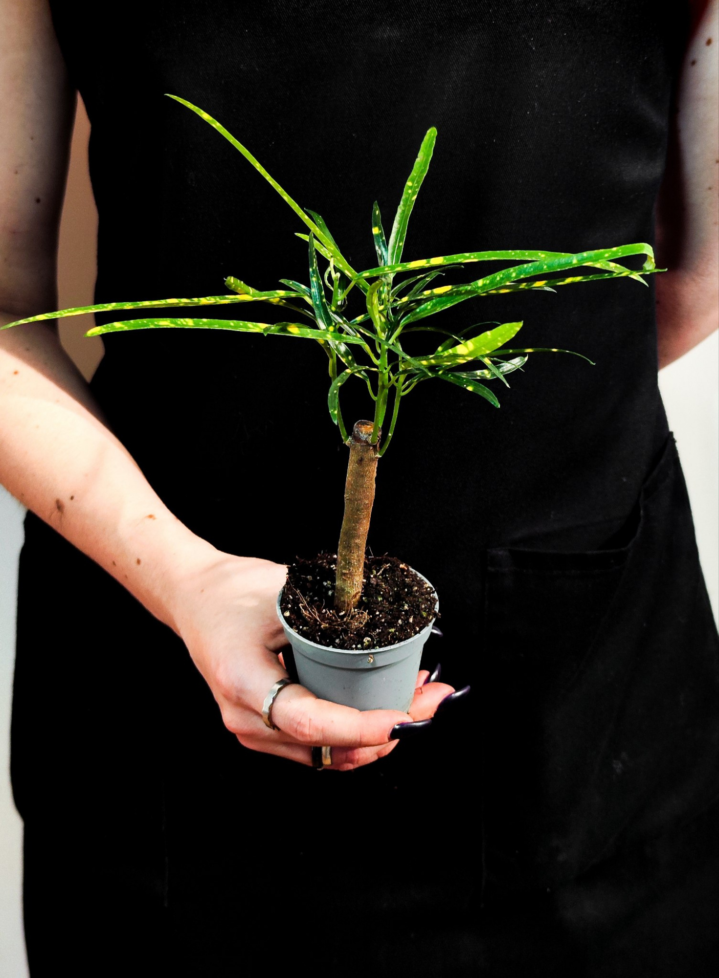Кодиеум Пиктум (Codiaeum Pictum) D6см
