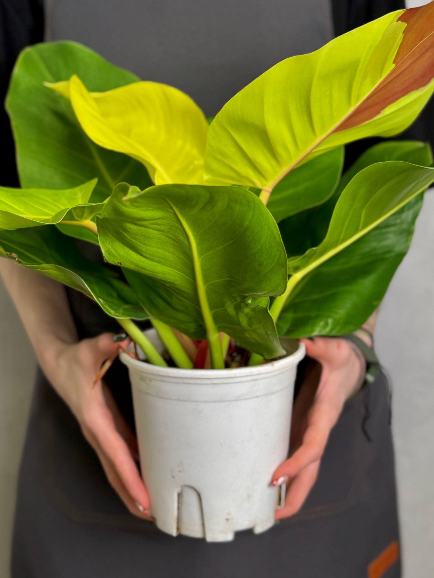 Филодендрон Йеллоу Флейм (Philodendron Yellow Flame) D12см