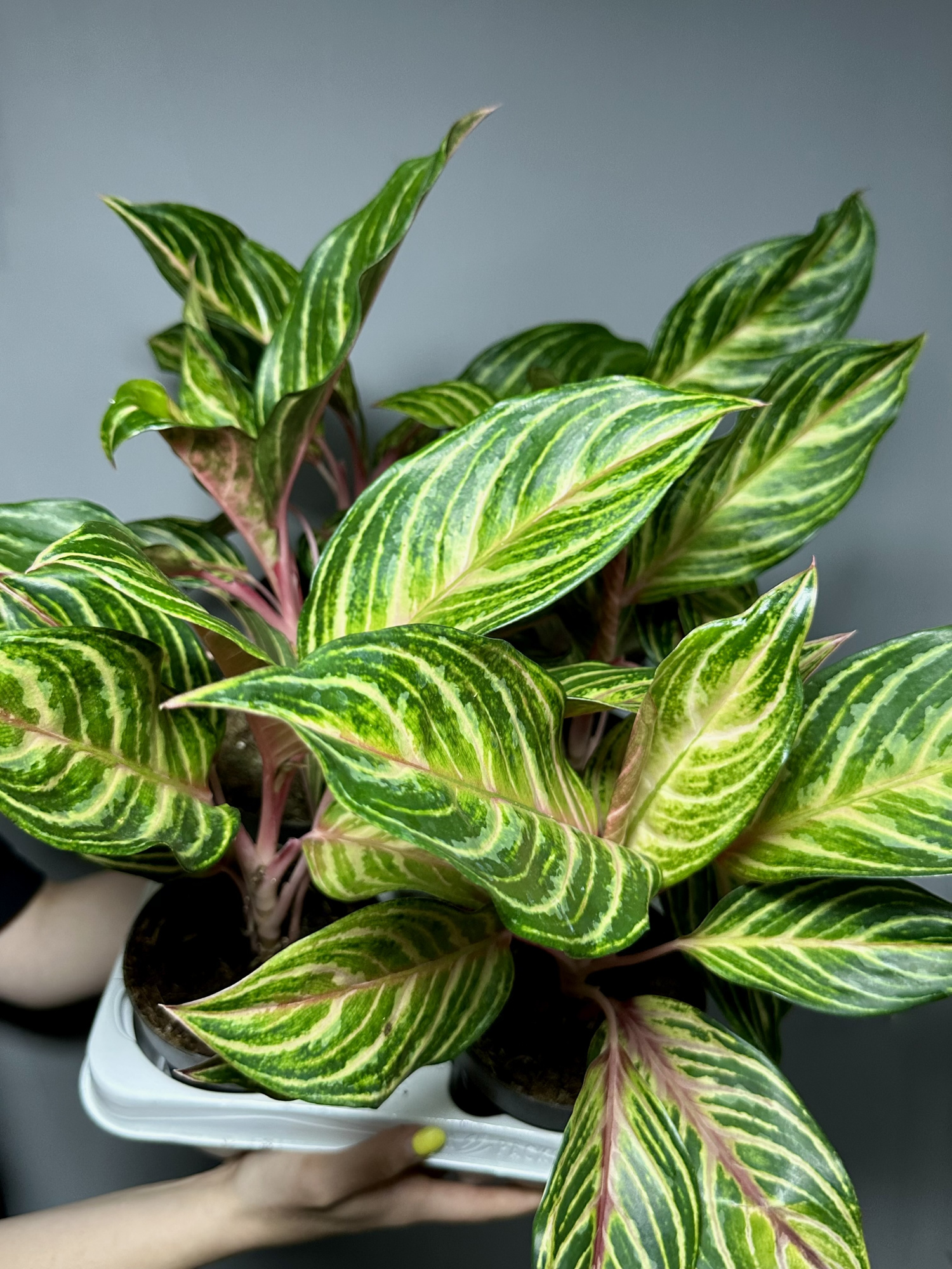 Аглаонема Дримкетчер (Aglaonema Dreamcatcher) D12см