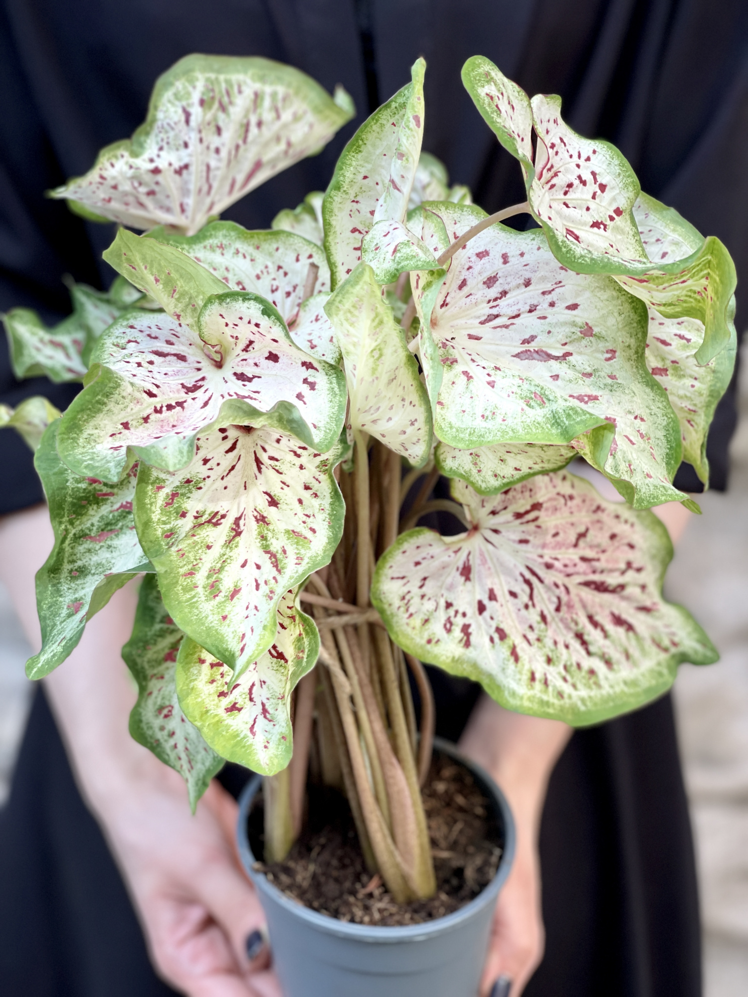 Каладиум Мисс Муффет (Caladium Miss Muffet) D12см