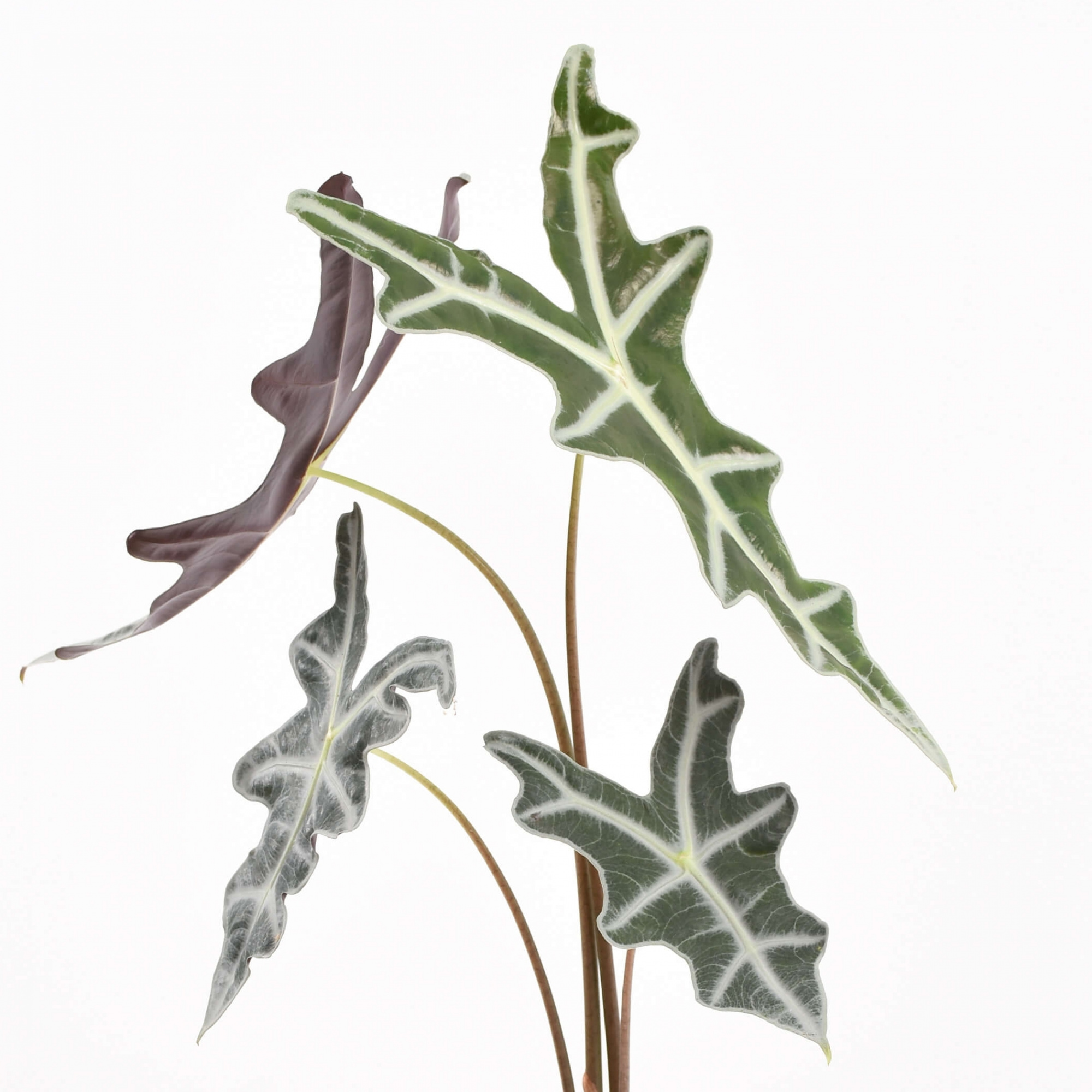 Алоказия Нобилис (Alocasia Sanderiana Nobilis) D10см