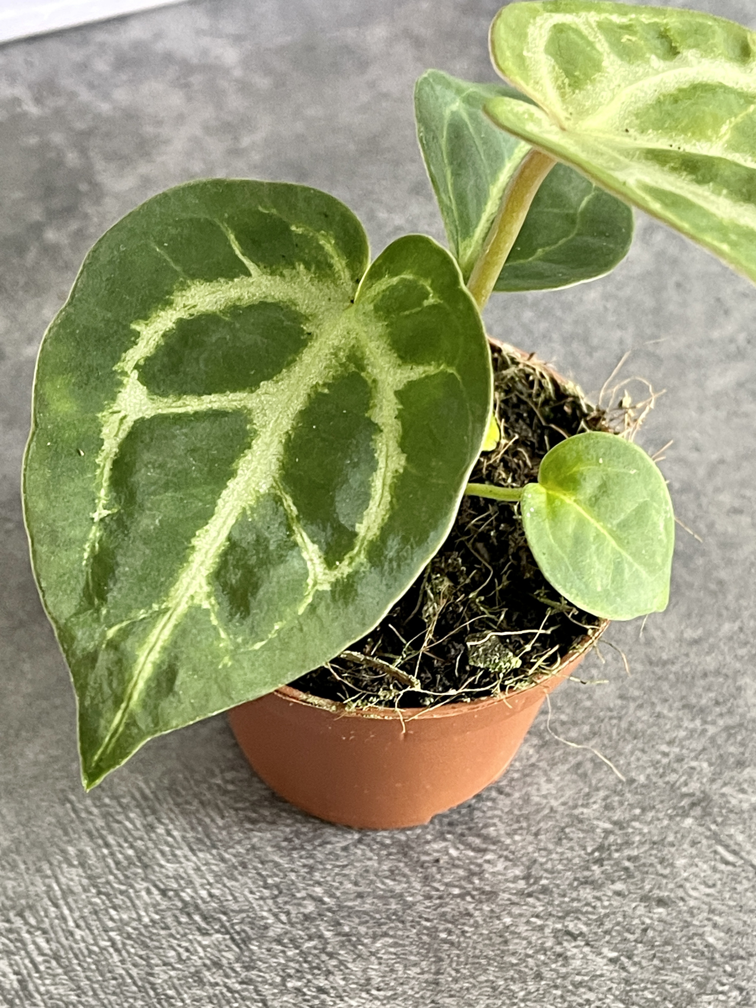 Антуриум Сильвер Блаш (Anthurium Silver Blush) D6см